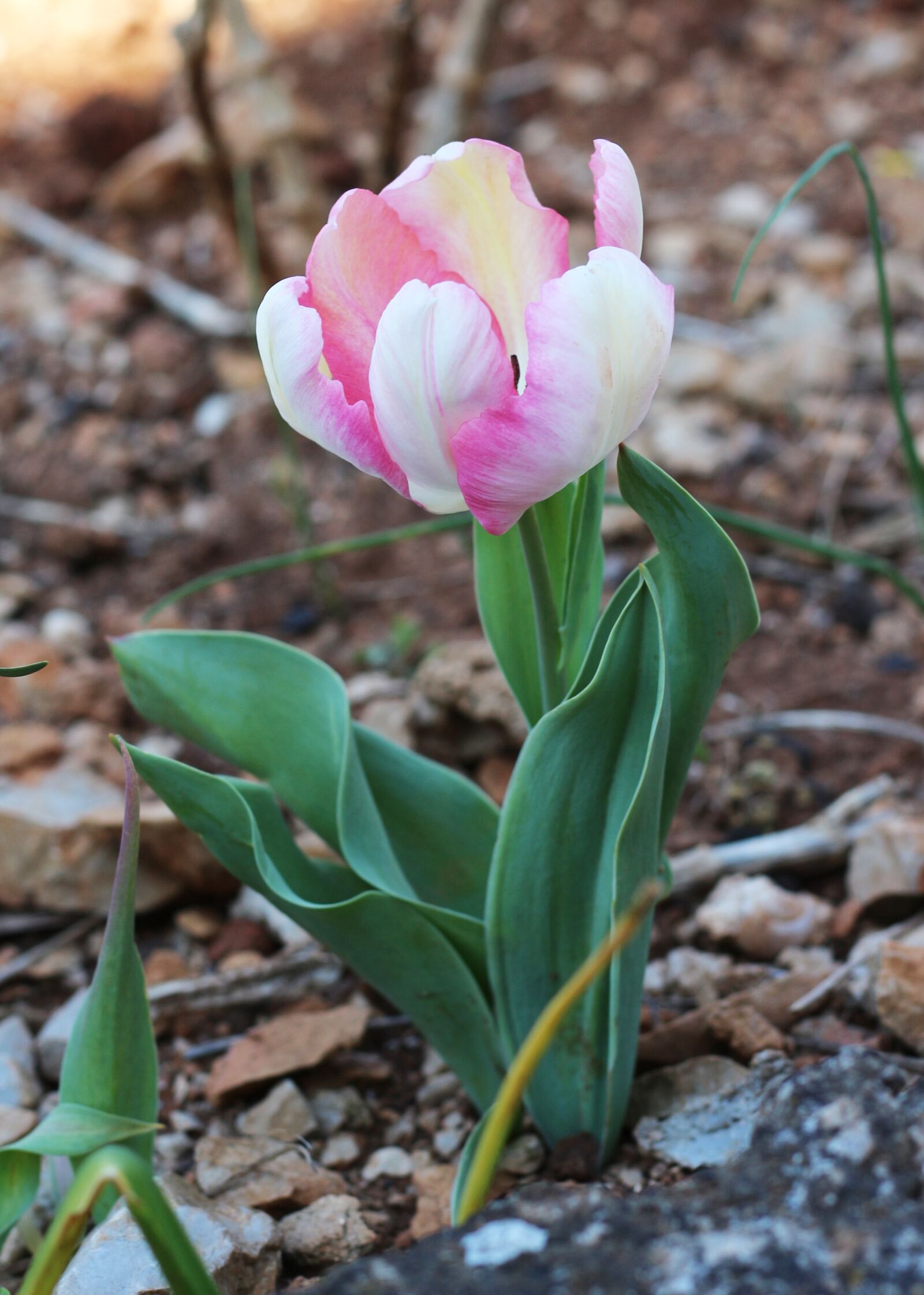 Canon EOS 700D (EOS Rebel T5i / EOS Kiss X7i) sample photo. Tulip, pale pink, pink photography