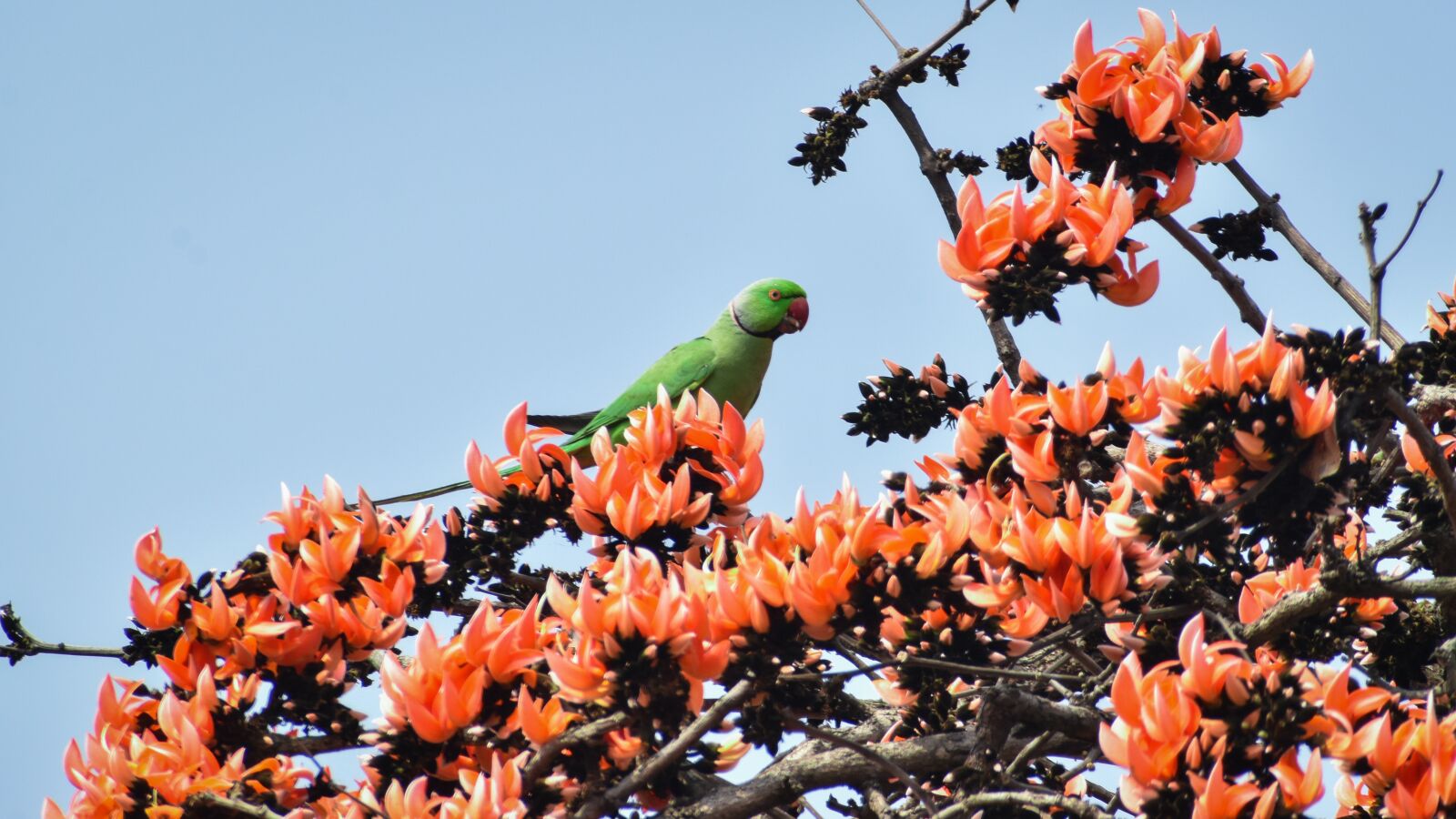 Nikon D3500 sample photo. Parrot, flower, sprimg photography