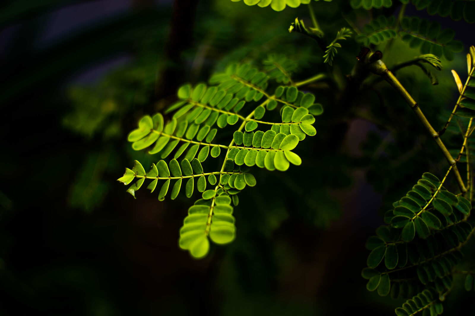 Nikon D3200 + Nikon AF-S DX Nikkor 35mm F1.8G sample photo. Blur, branches, close, up photography