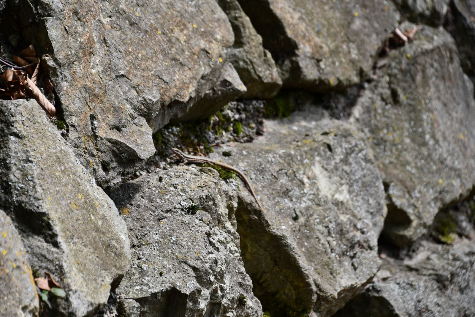 Nikon D7500 sample photo. Lizard, stones, nature photography