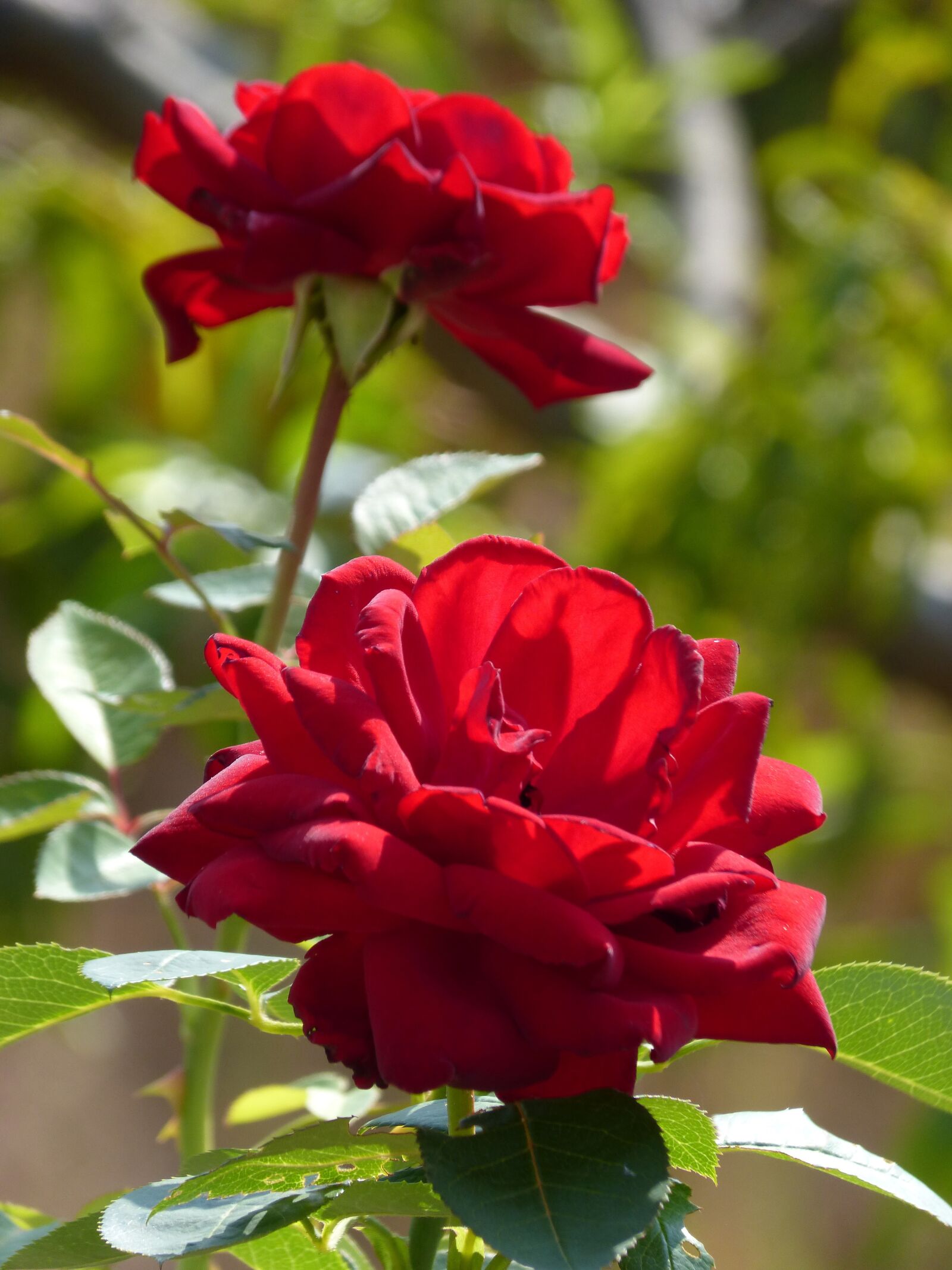 Panasonic DMC-FZ62 sample photo. Roses, flower, beauty photography