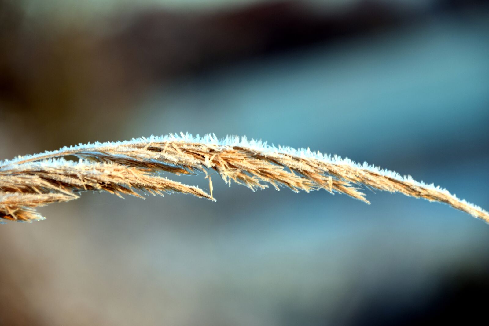 Nikon D3300 sample photo. Frost, grass, cold photography