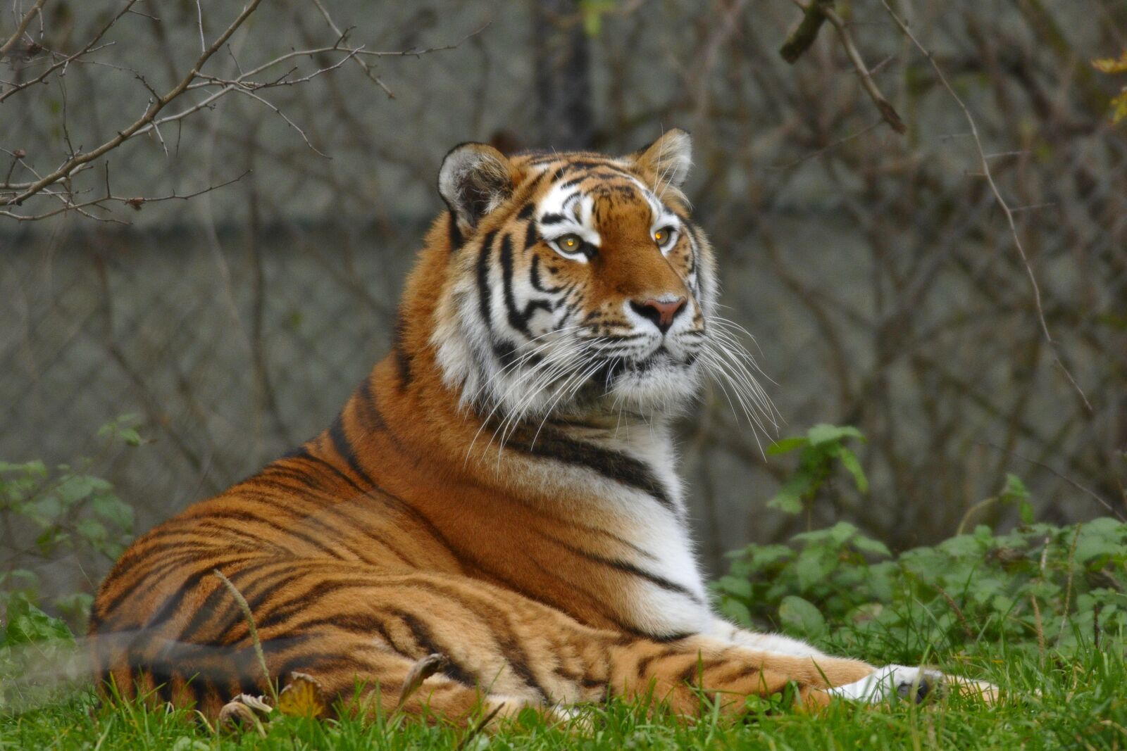 Nikon D300 sample photo. Zoo, hellabrunn, munich photography