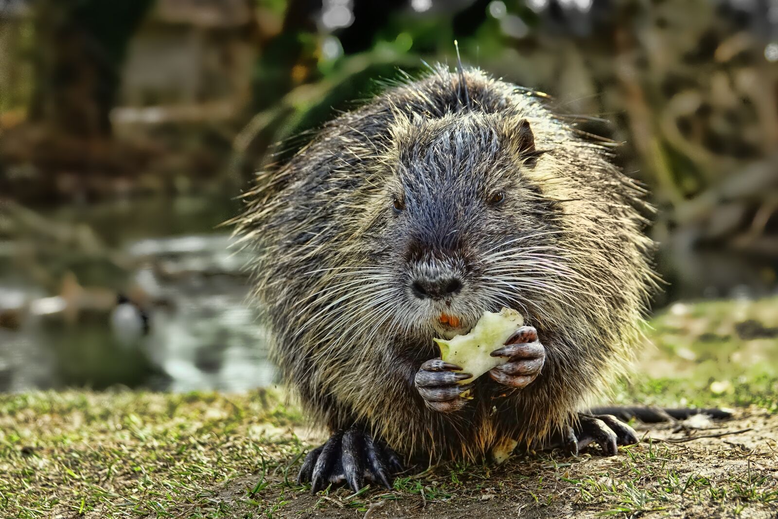 Sony Cyber-shot DSC-RX10 III sample photo. Animal world, nature, mammal photography