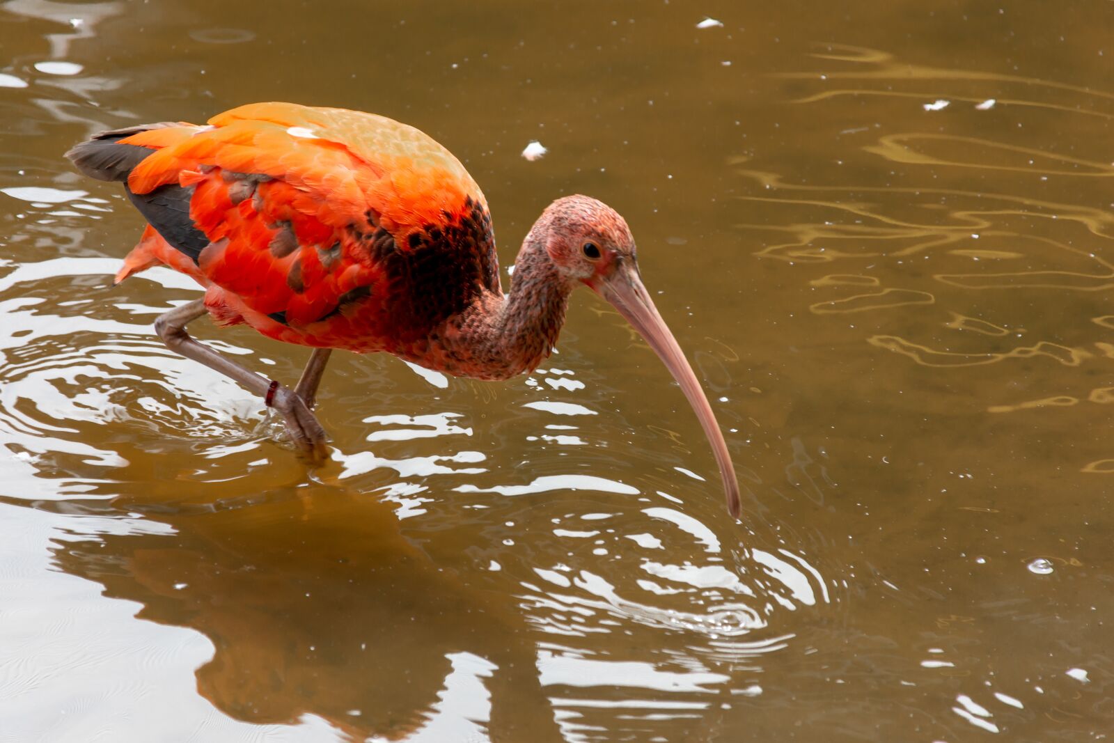 Nikon D7200 sample photo. Bird, waterfowl, nature photography