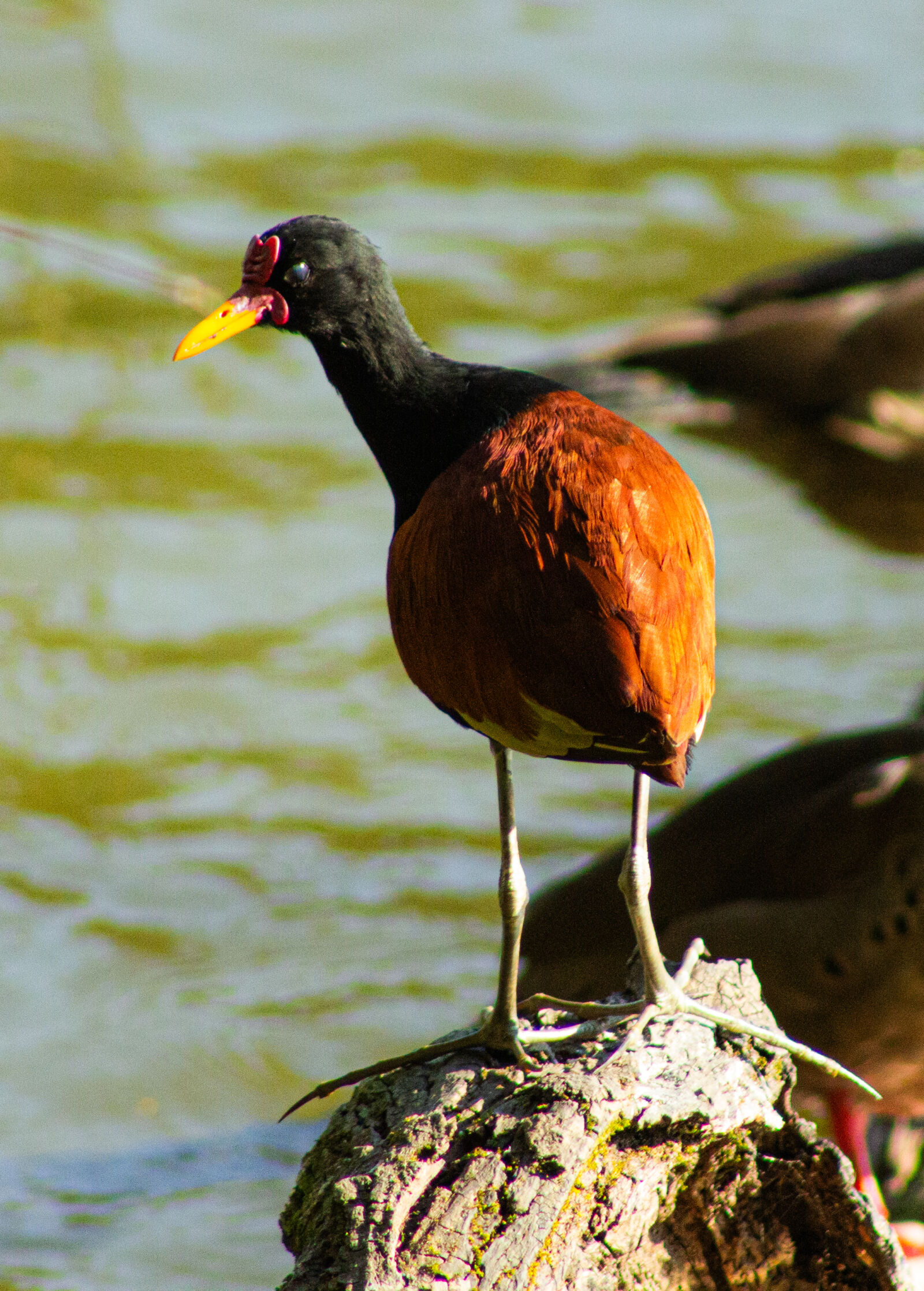Canon EF 75-300mm f/4-5.6 sample photo