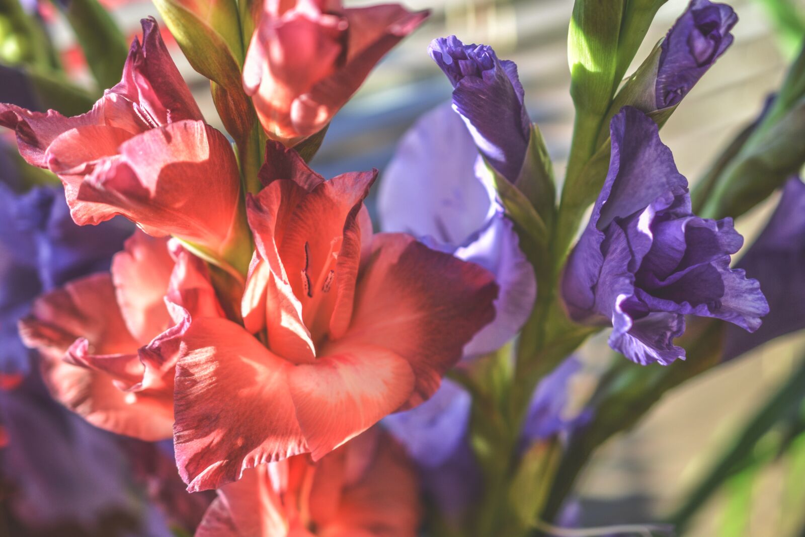 Nikon D5200 sample photo. Gladiola, gladioli, flowers photography