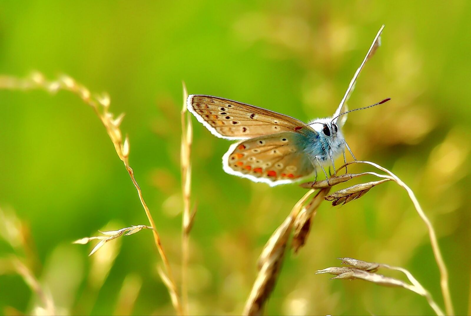 Canon EOS 1300D (EOS Rebel T6 / EOS Kiss X80) sample photo. Common blue, lycaenidae, butterfly photography