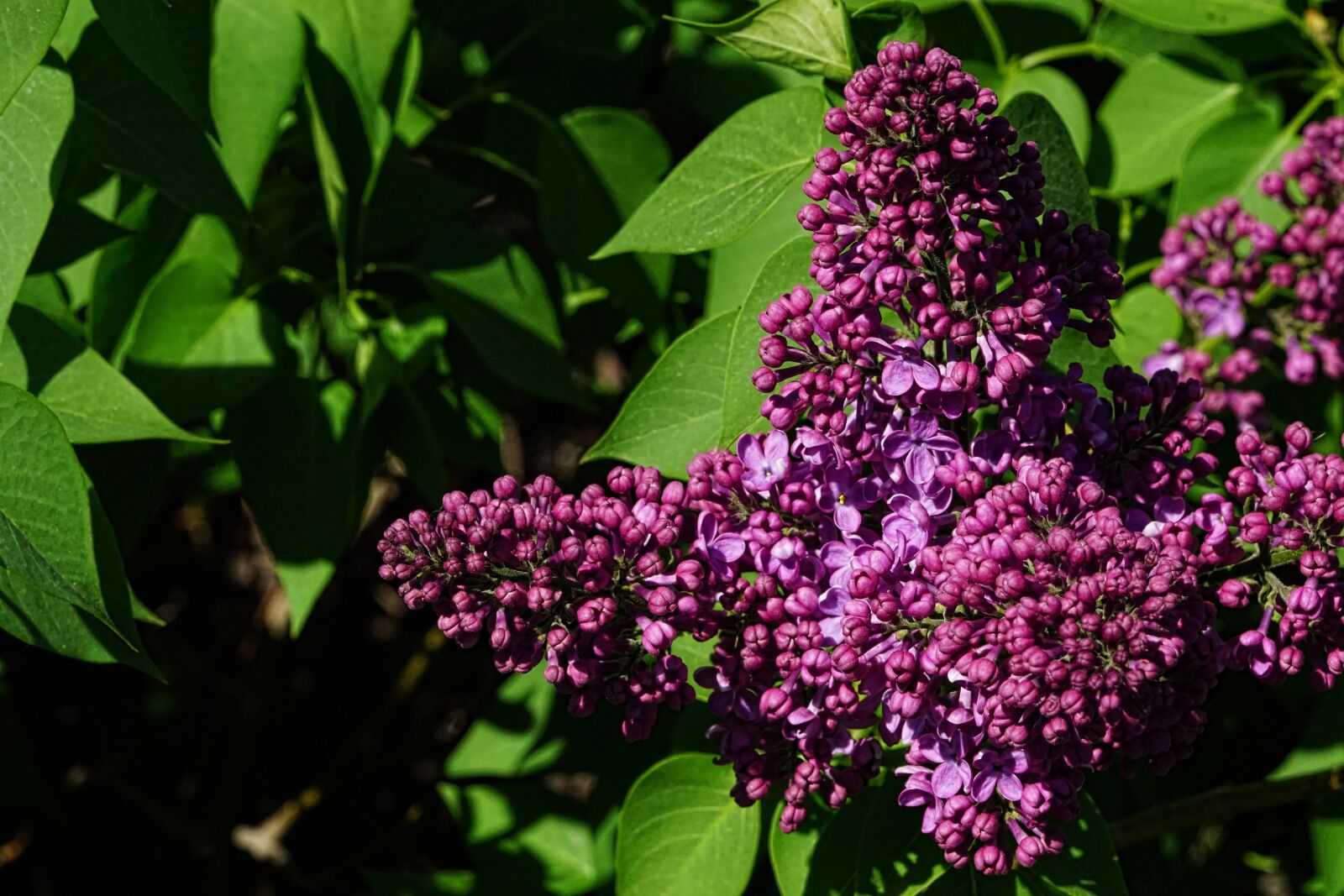Sony a6000 + Sony FE 90mm F2.8 Macro G OSS sample photo. Nature, lilac, spring photography