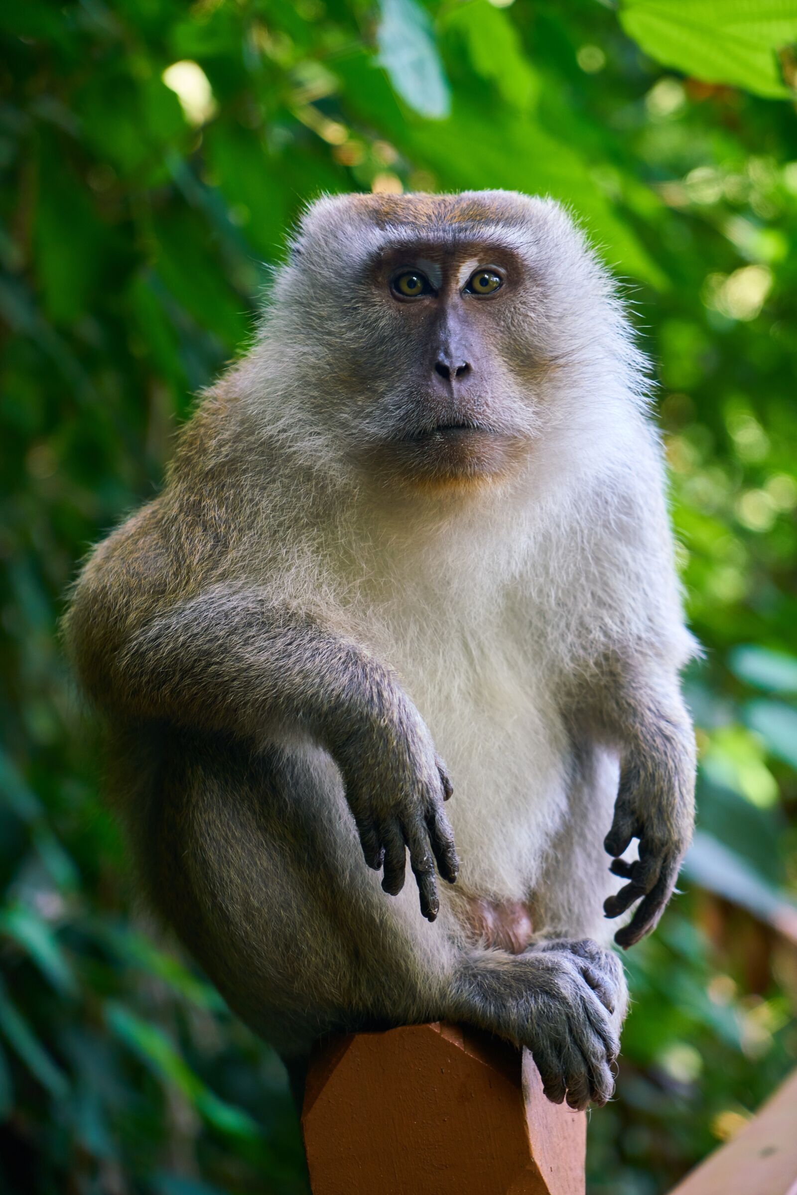 Sony a7R II sample photo. Monkey, animal, wild photography