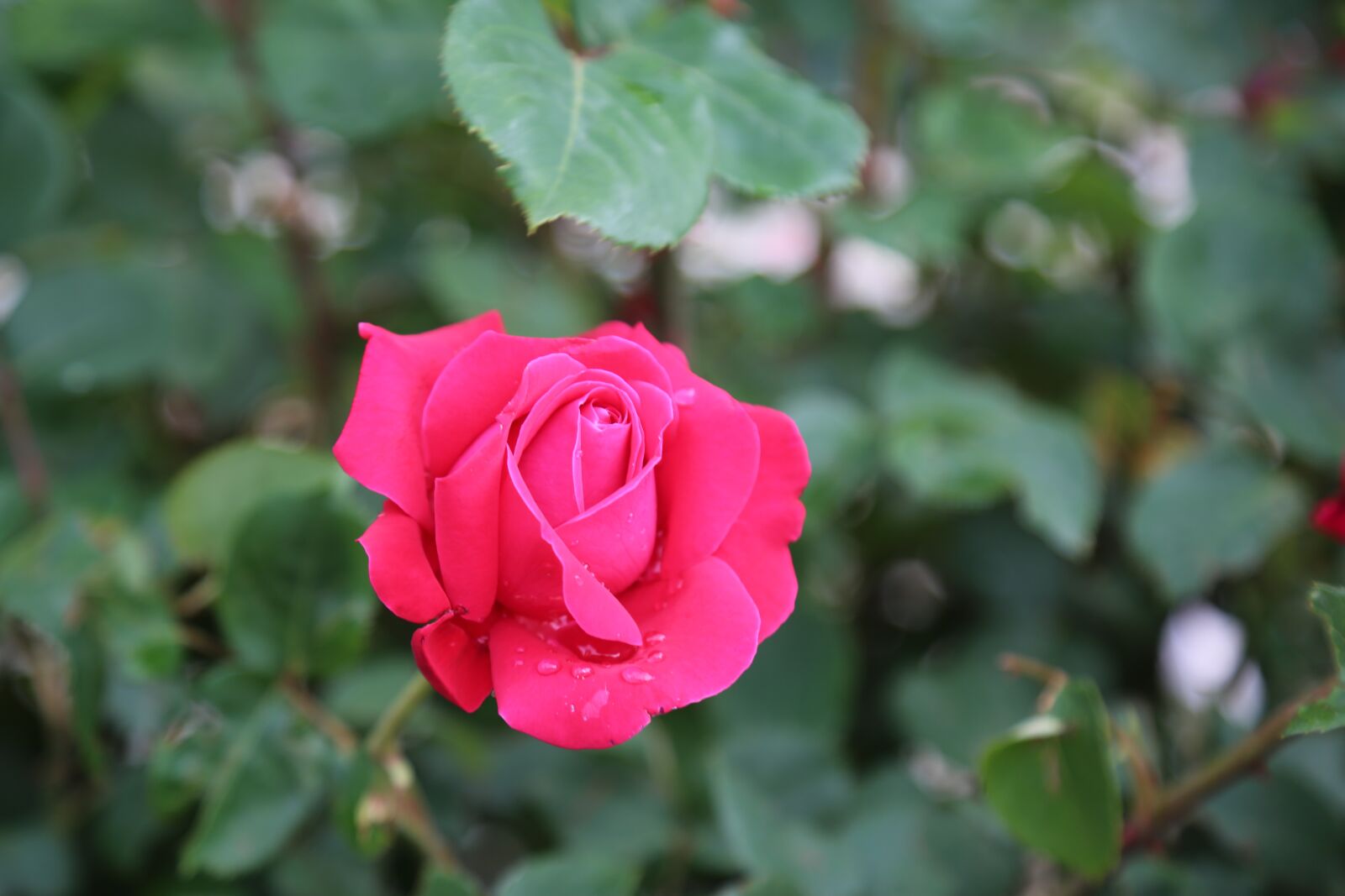 Canon EF 24-105mm F4L IS USM sample photo. Rose, nature, spring photography