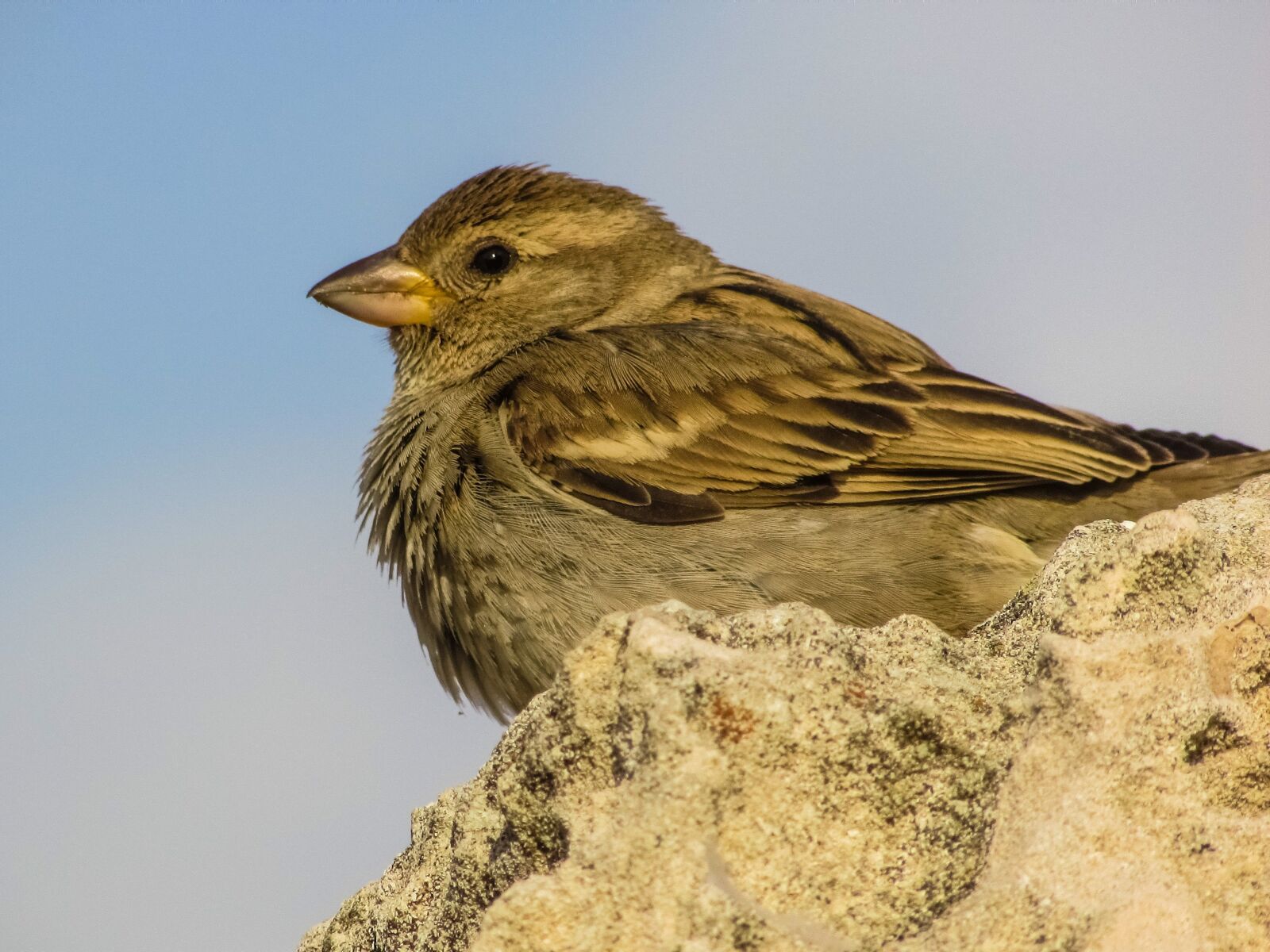 Canon PowerShot SX400 IS sample photo. Sparrow, bird, wildlife photography
