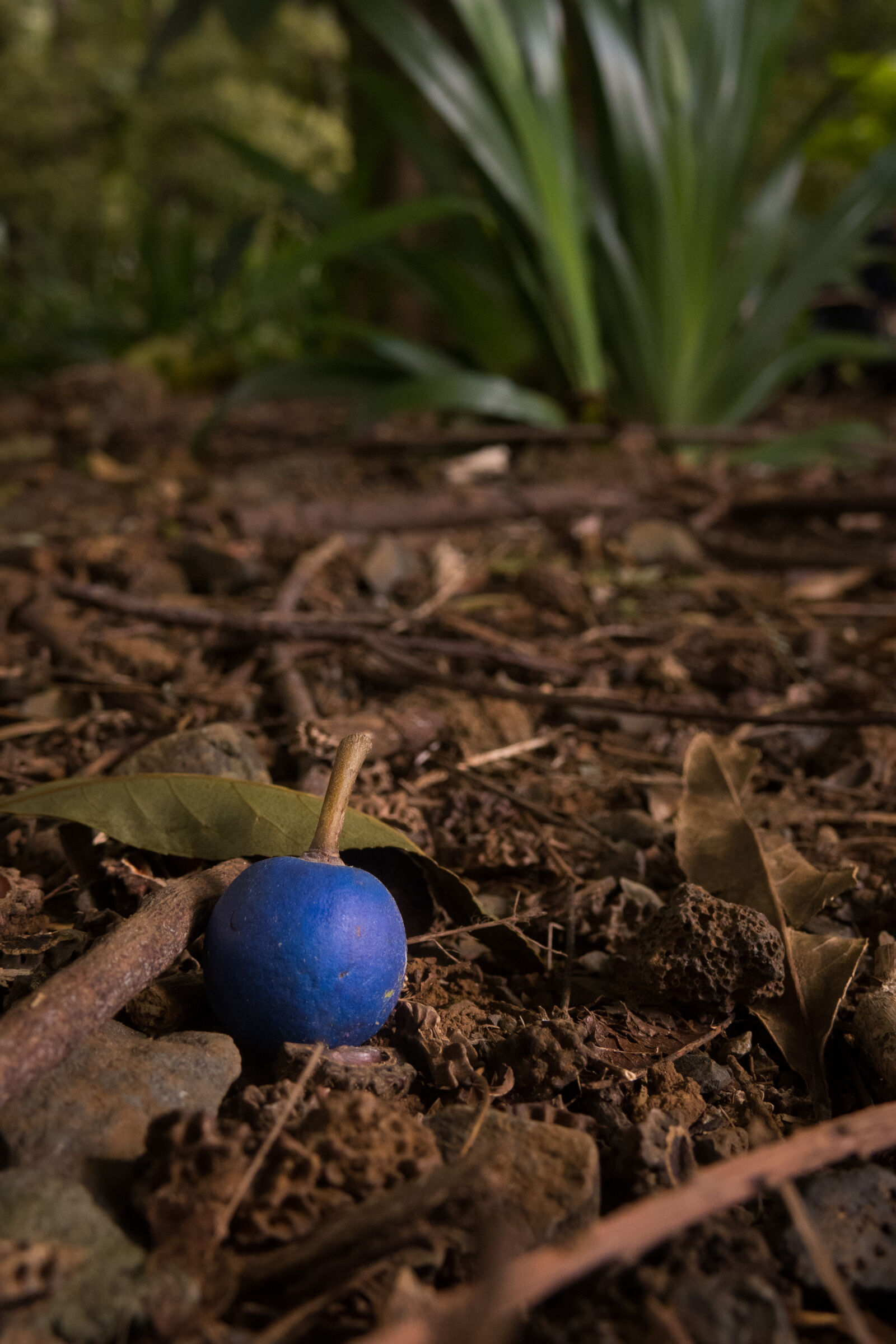 Canon PowerShot G3 X sample photo. Beautiful, berry, blue, quandong photography