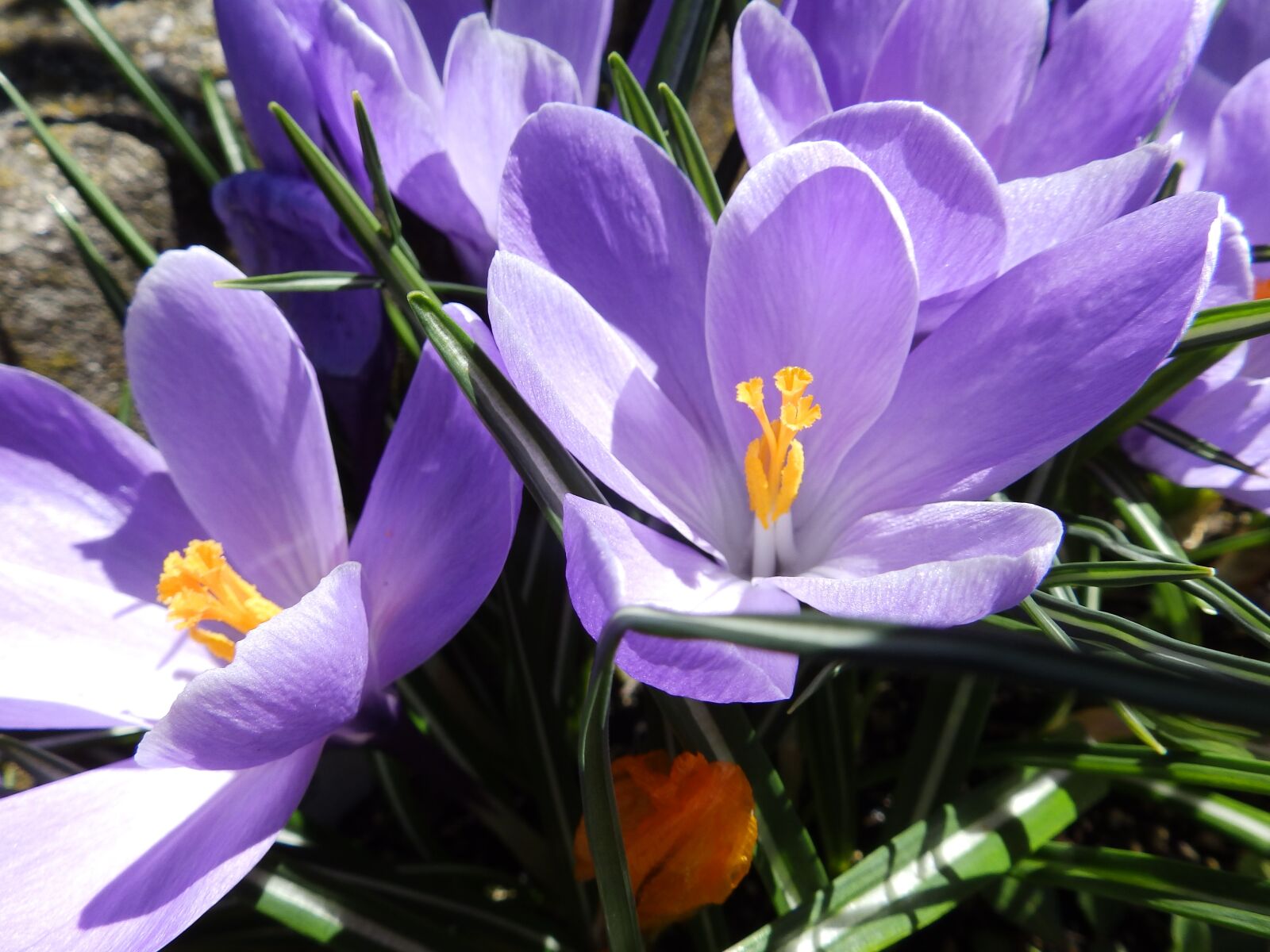 Olympus SP-820UZ sample photo. Flowers, crocuses, spring photography