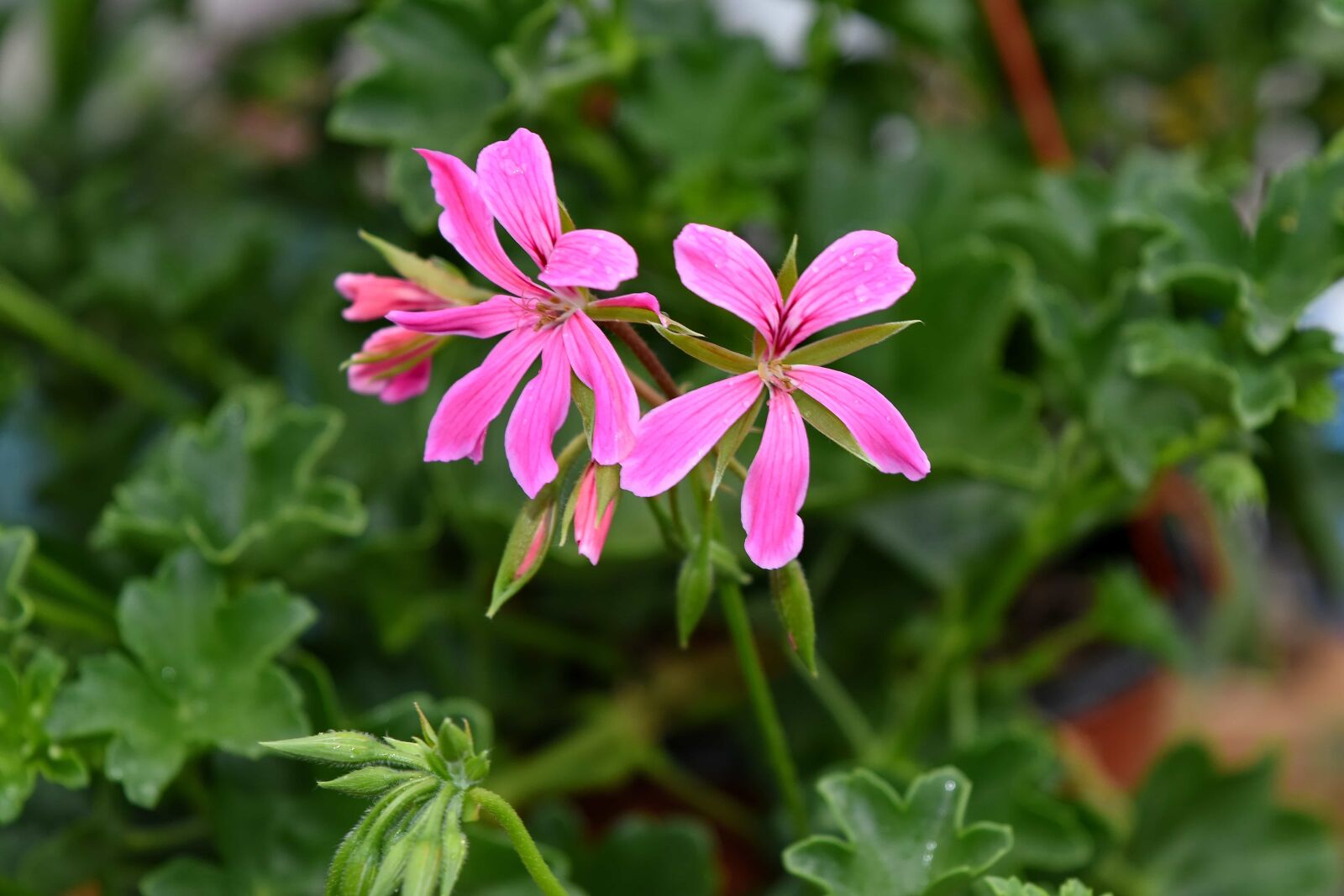 Nikon D5500 sample photo. Flower garden, pinkish, rain photography
