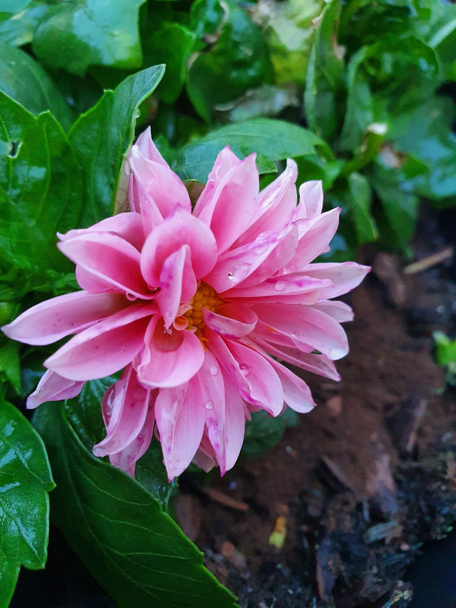Samsung Galaxy S10 sample photo. Dahlia, pink, irrigation photography