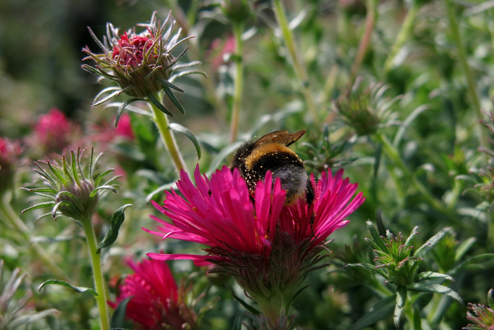 Canon PowerShot G15 sample photo. Hummel, herbstaster, red flower photography