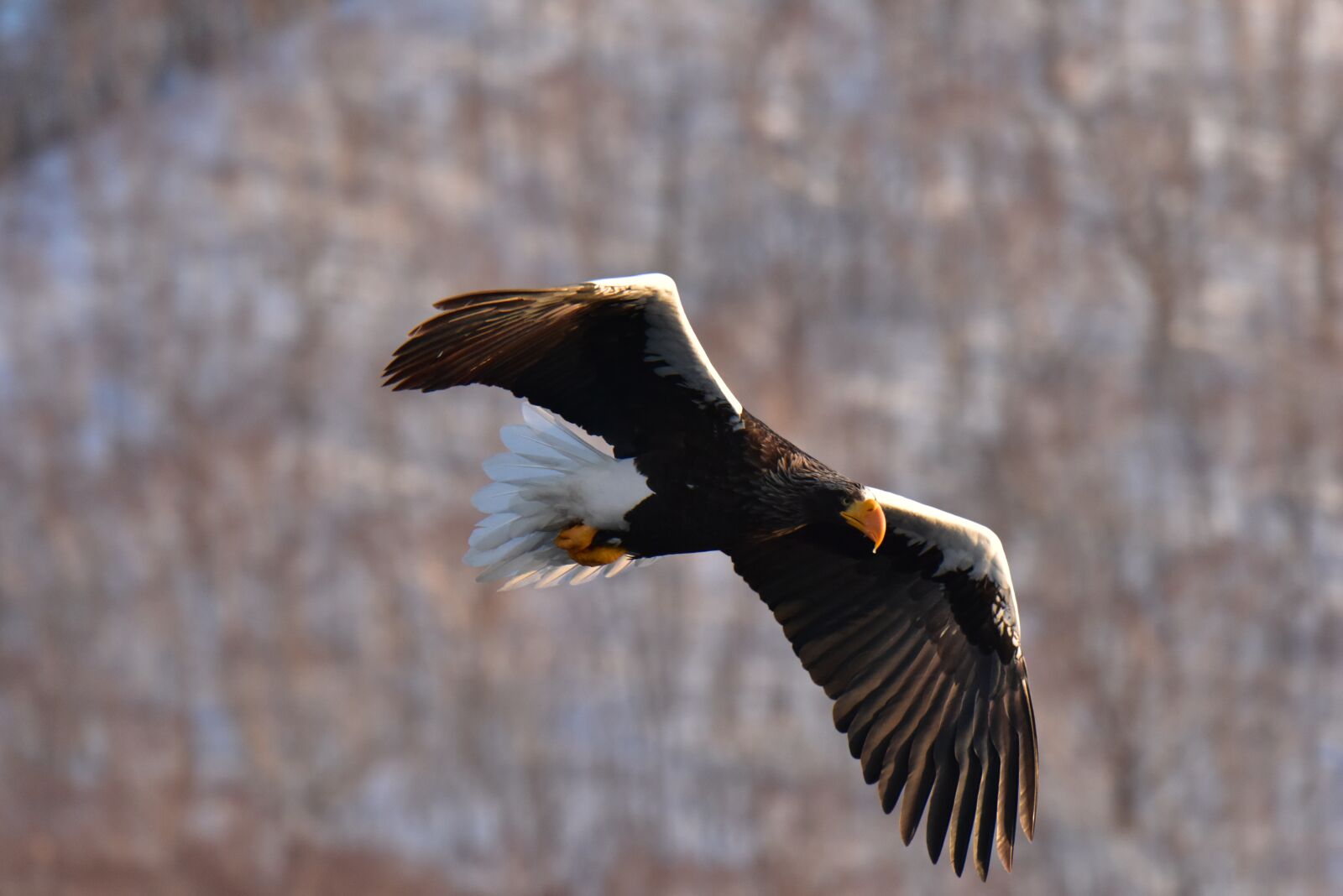 Nikon D810 sample photo. Bird, wild animals, raptor photography