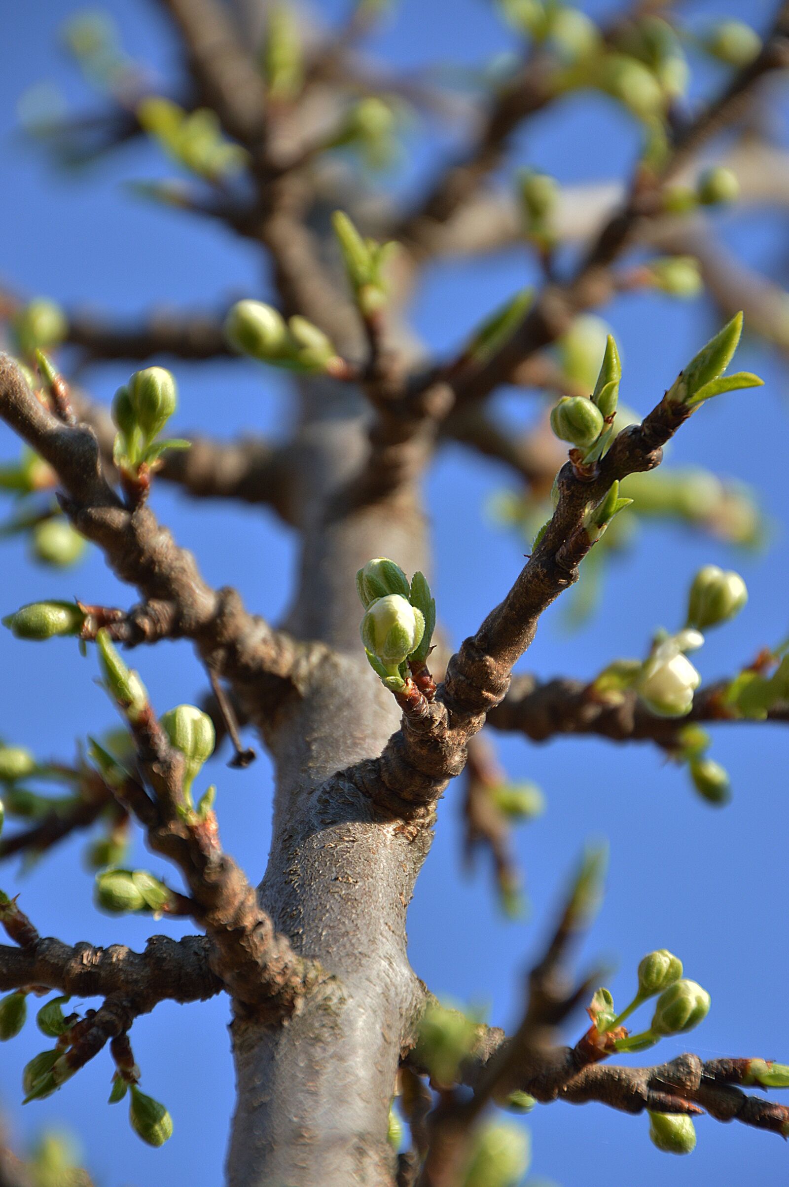 Nikon D3200 sample photo. Spring, flower buds, nature photography