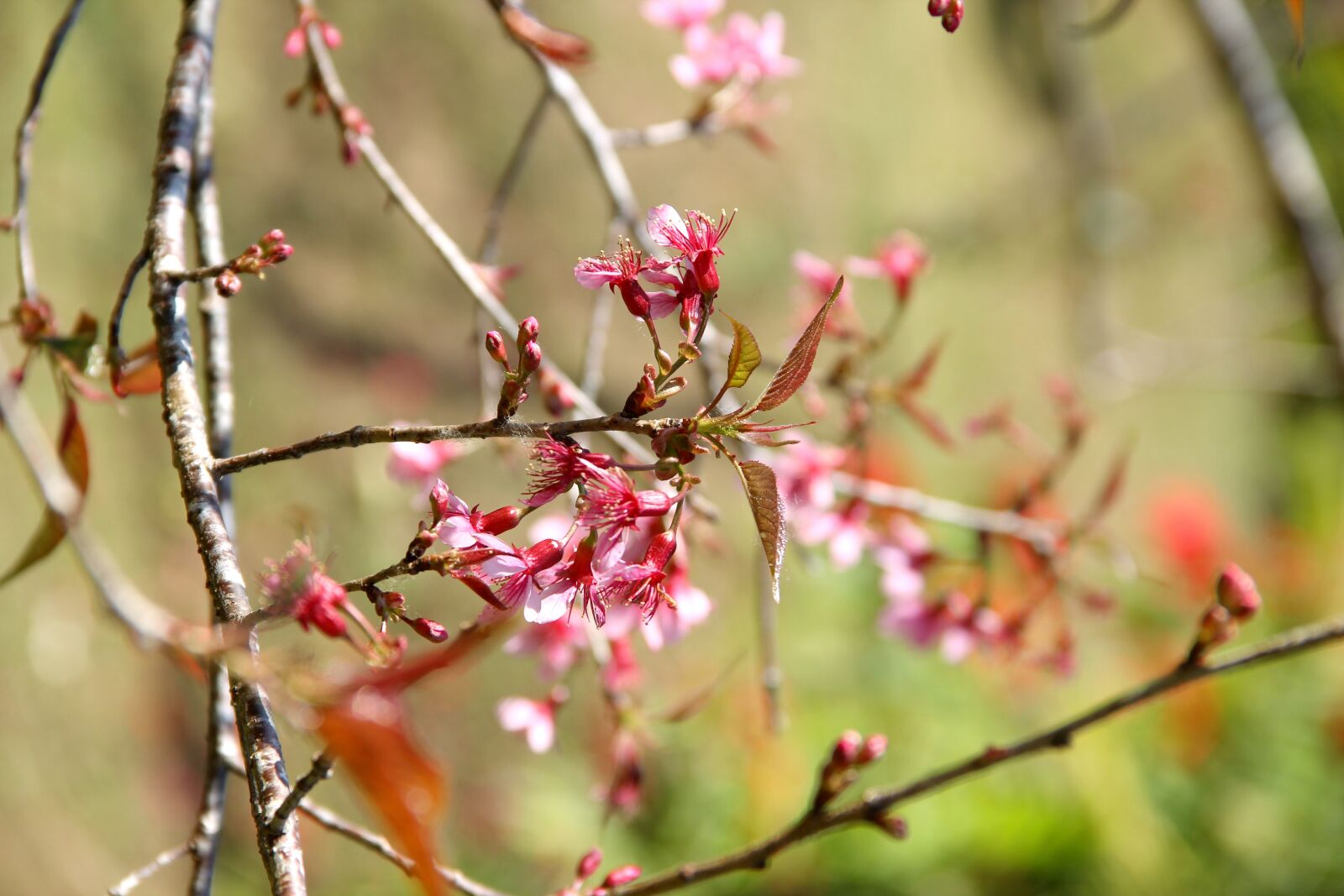 Canon EOS 550D (EOS Rebel T2i / EOS Kiss X4) sample photo. Muangthai cherry, thailand, chiang photography