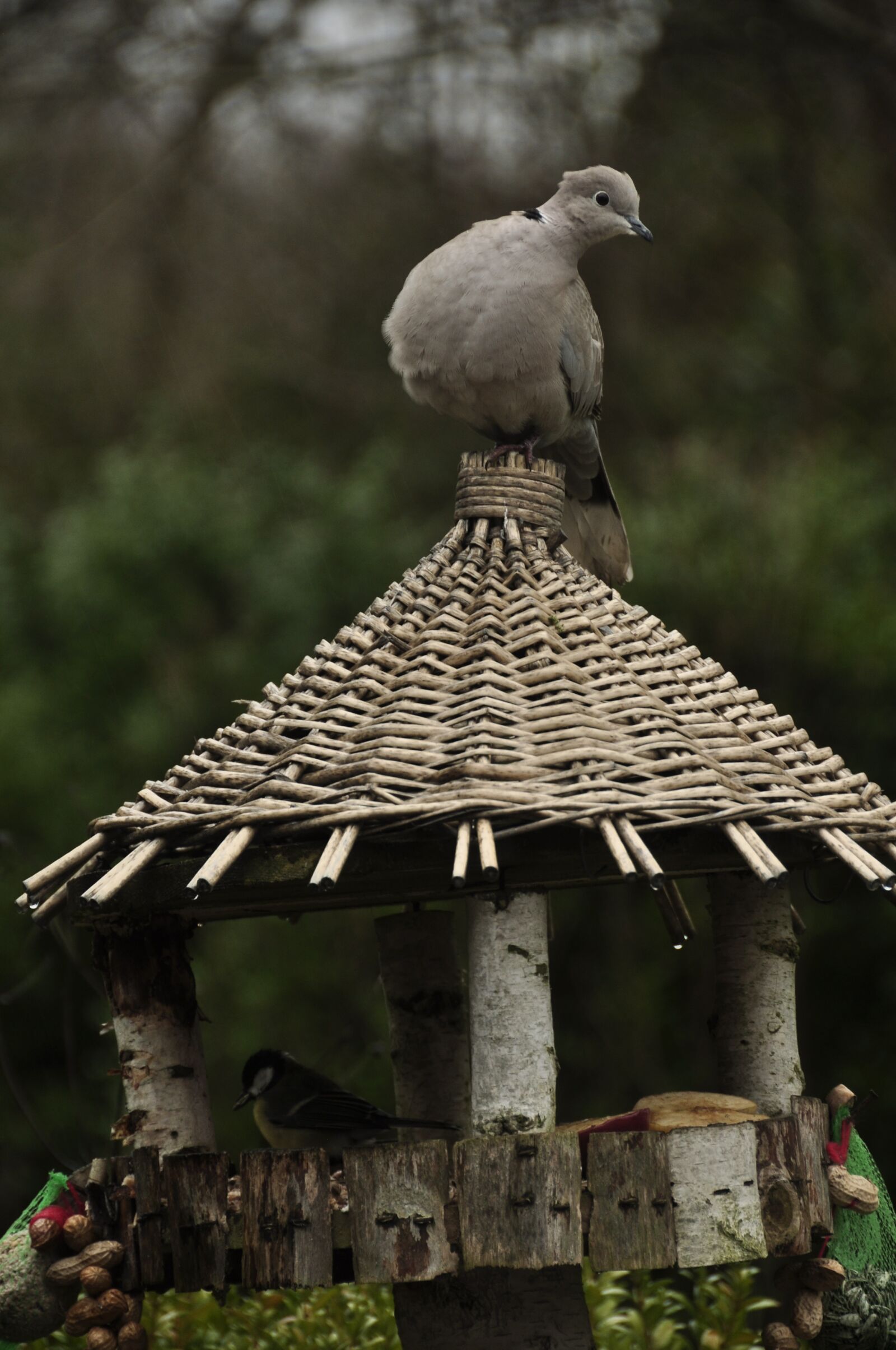 Nikon D90 sample photo. Pigeon, bird, nature photography