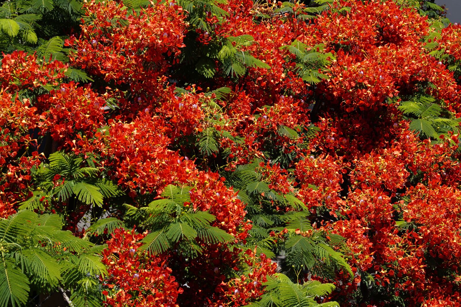 Sony SLT-A58 sample photo. Flamboyant, flourishing tree, flowers photography