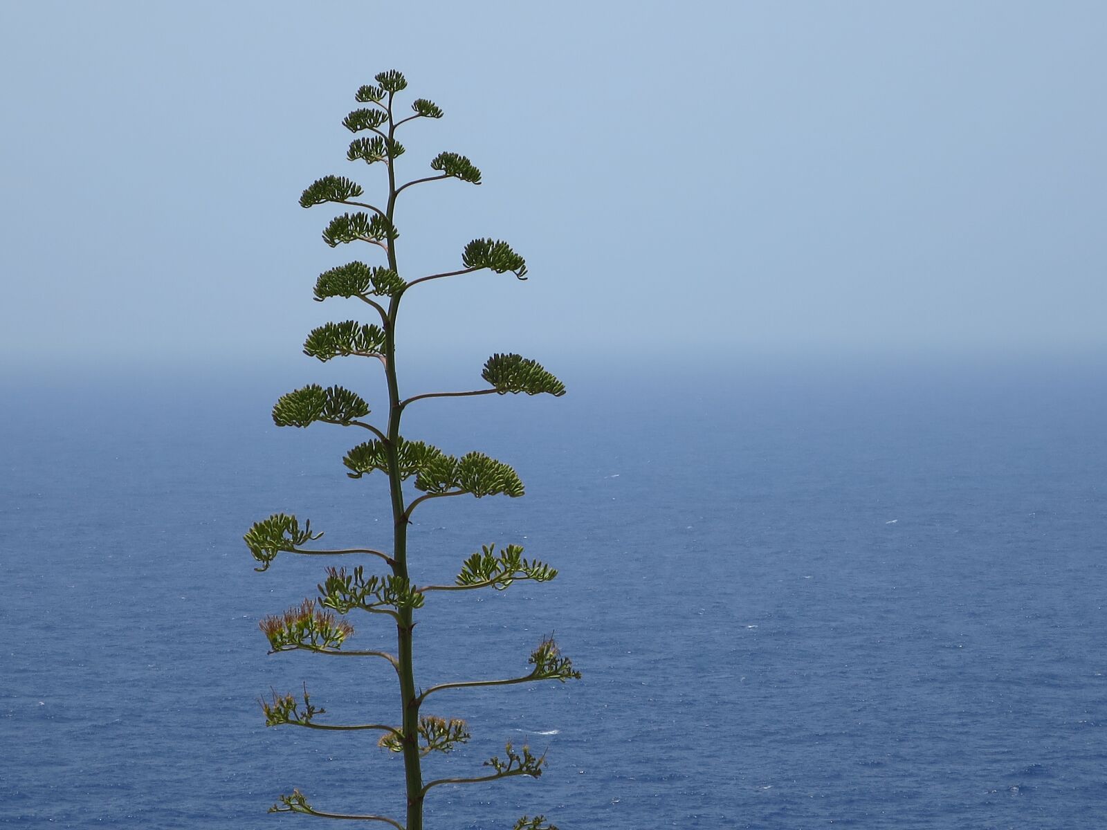 Canon PowerShot S120 sample photo. Malta, sea, plant photography