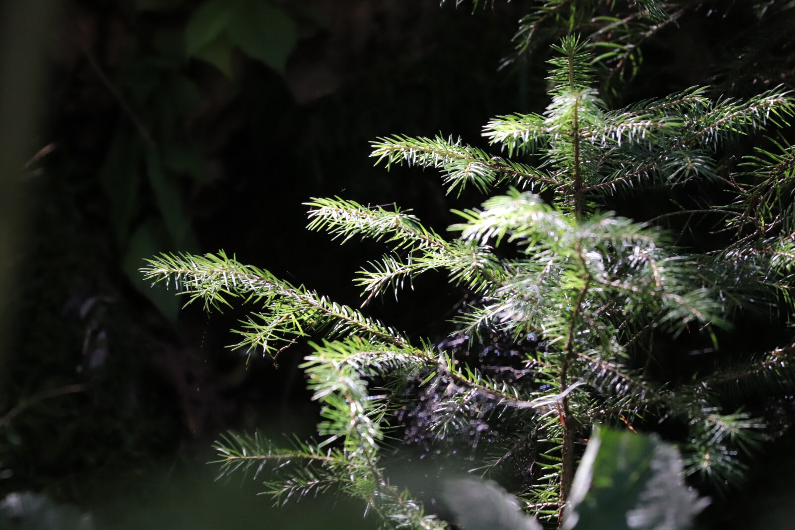 Canon EF 70-300 F4-5.6 IS II USM sample photo. Tree, forest, mountain photography