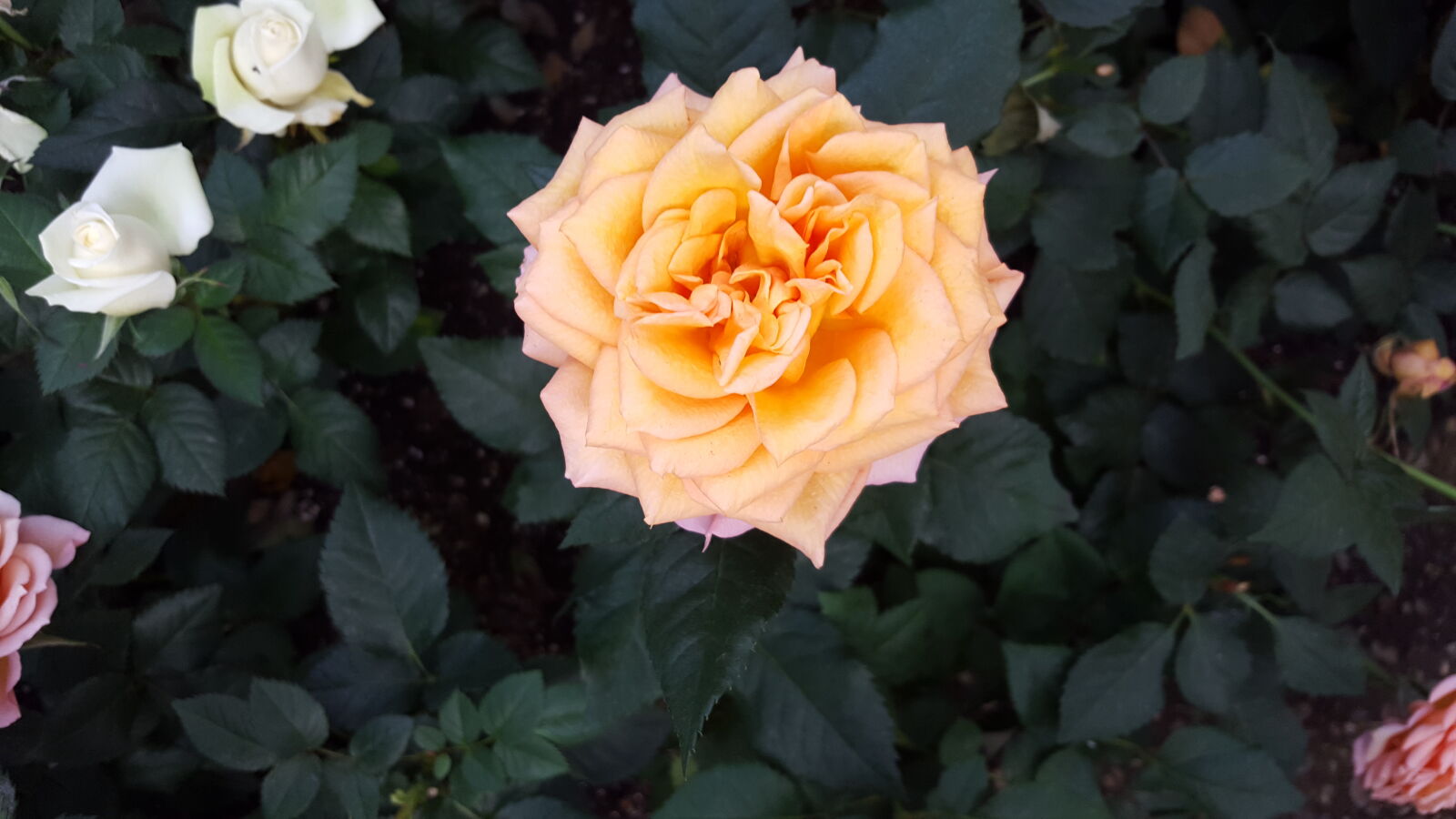 Samsung Galaxy S6 sample photo. Peach, rose photography
