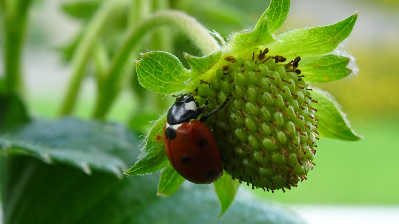 Sony DSC-HX60 sample photo. Ladybug, strawberry, macro photography