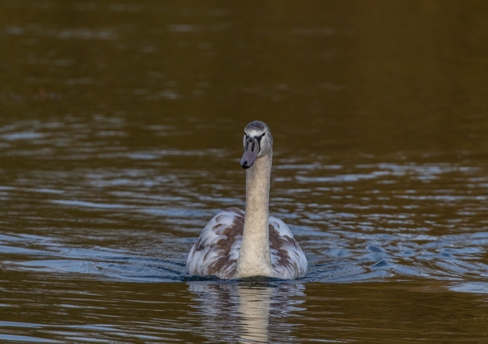 Canon EOS 7D Mark II sample photo. Cygnet, swan, young swan photography