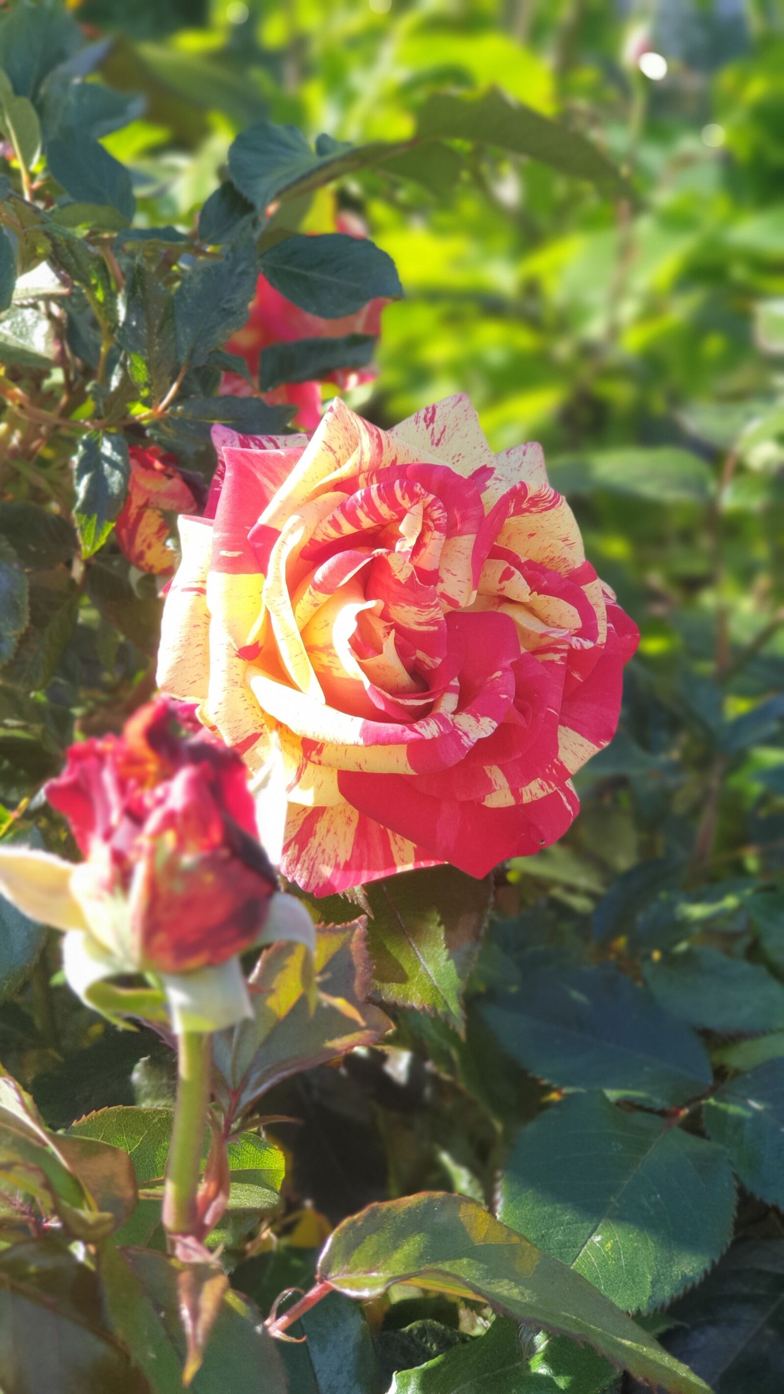 Samsung Galaxy S9+ sample photo. Rose, blossom, bloom photography