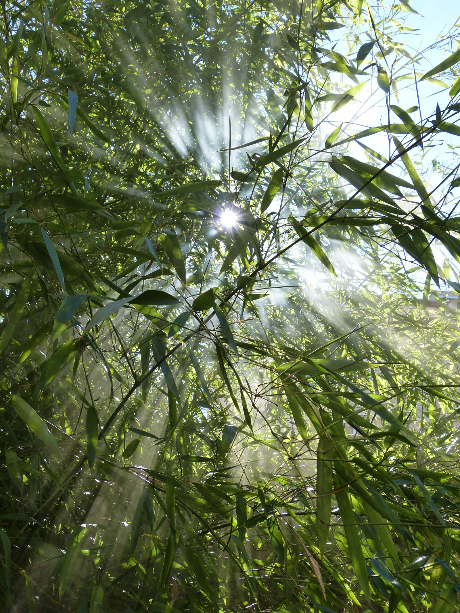 Panasonic Lumix DMC-FZ150 sample photo. Bamboo, against day, smoke photography