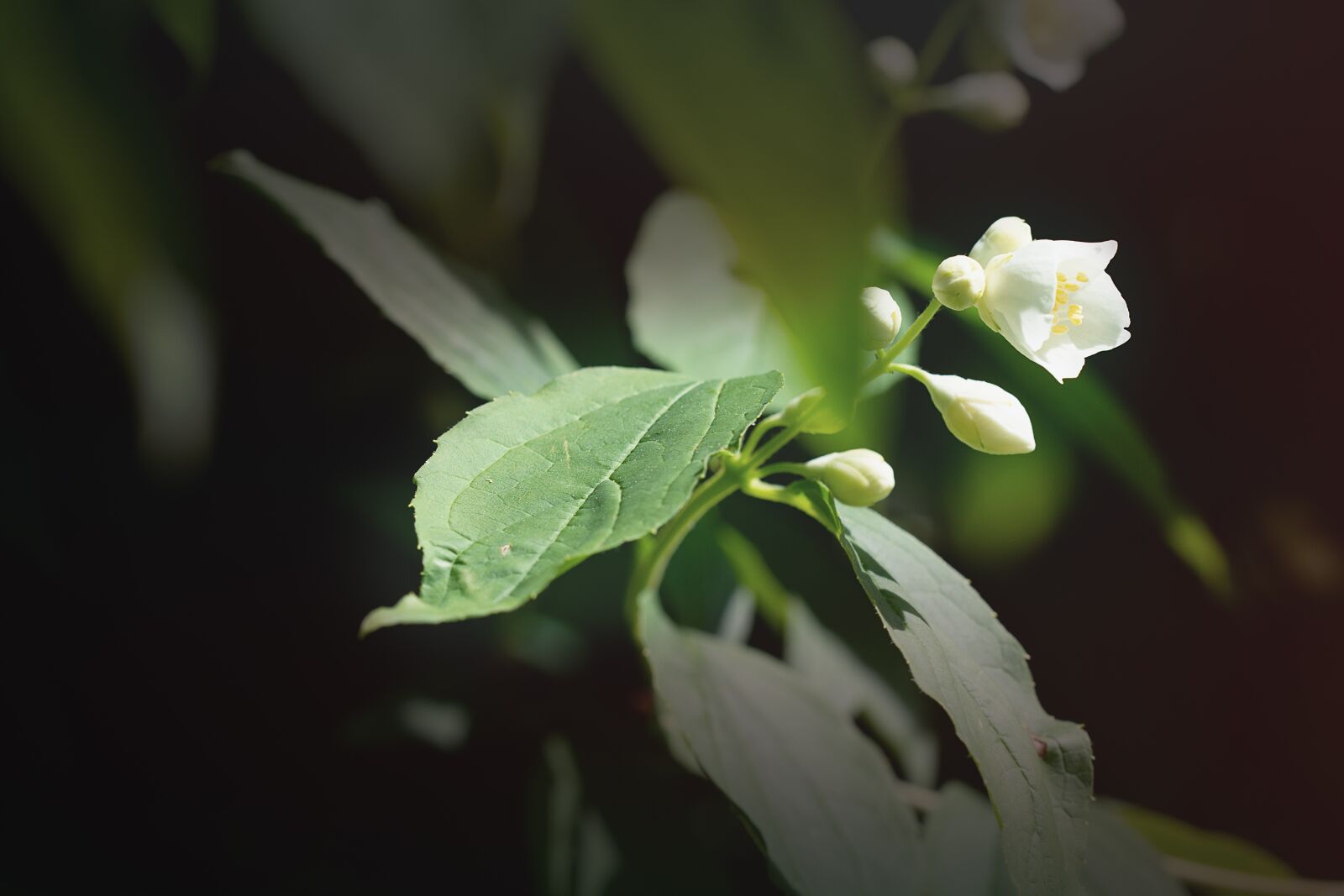 Nikon D7100 sample photo. Blossom, bloom, white photography