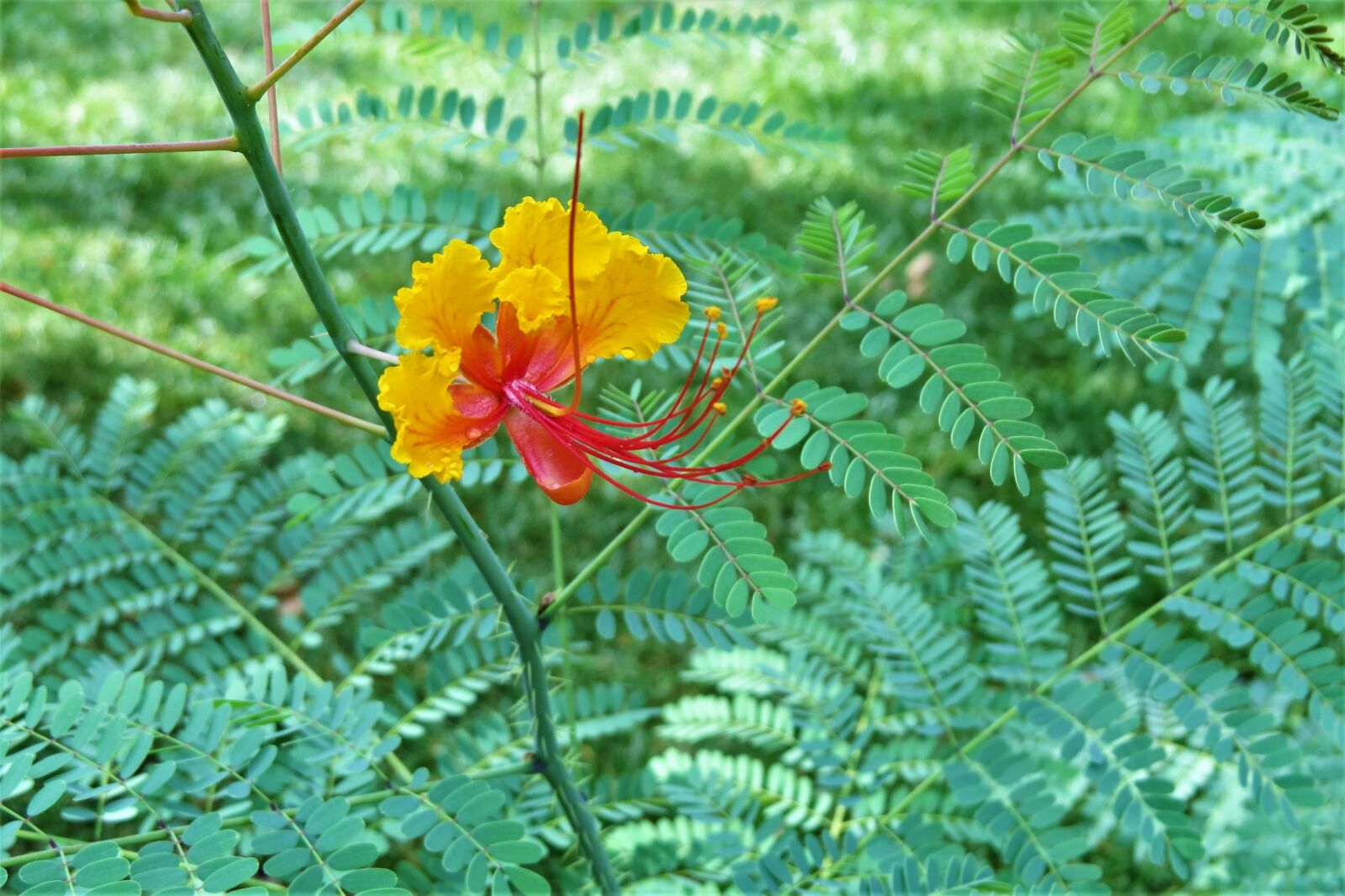 Canon PowerShot SX50 HS sample photo. Flower, orange, yellow photography
