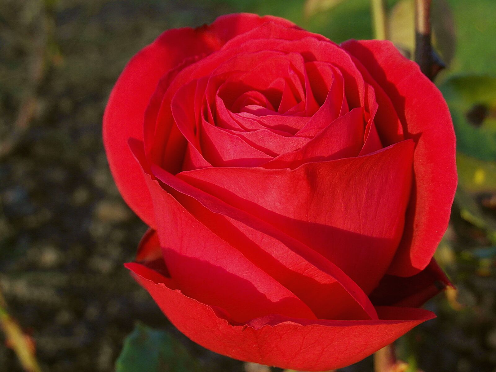 Samsung WB750 sample photo. Rose, flower, red photography