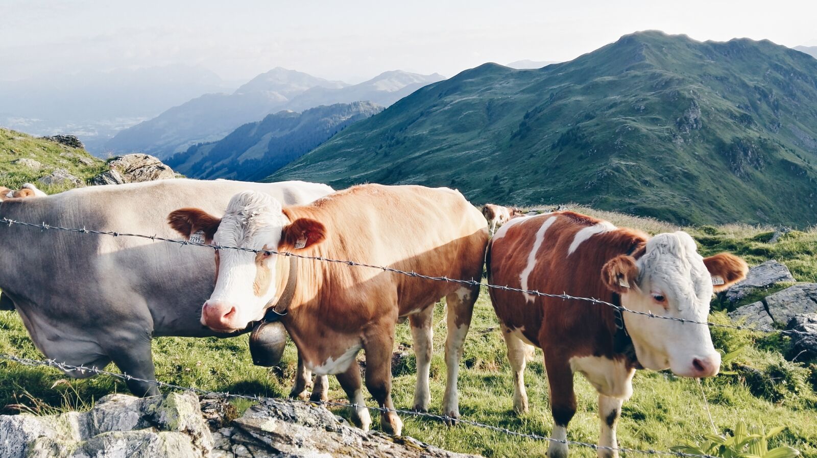 HUAWEI GRA-L09 sample photo. Cows, salzburg country, tyrol photography