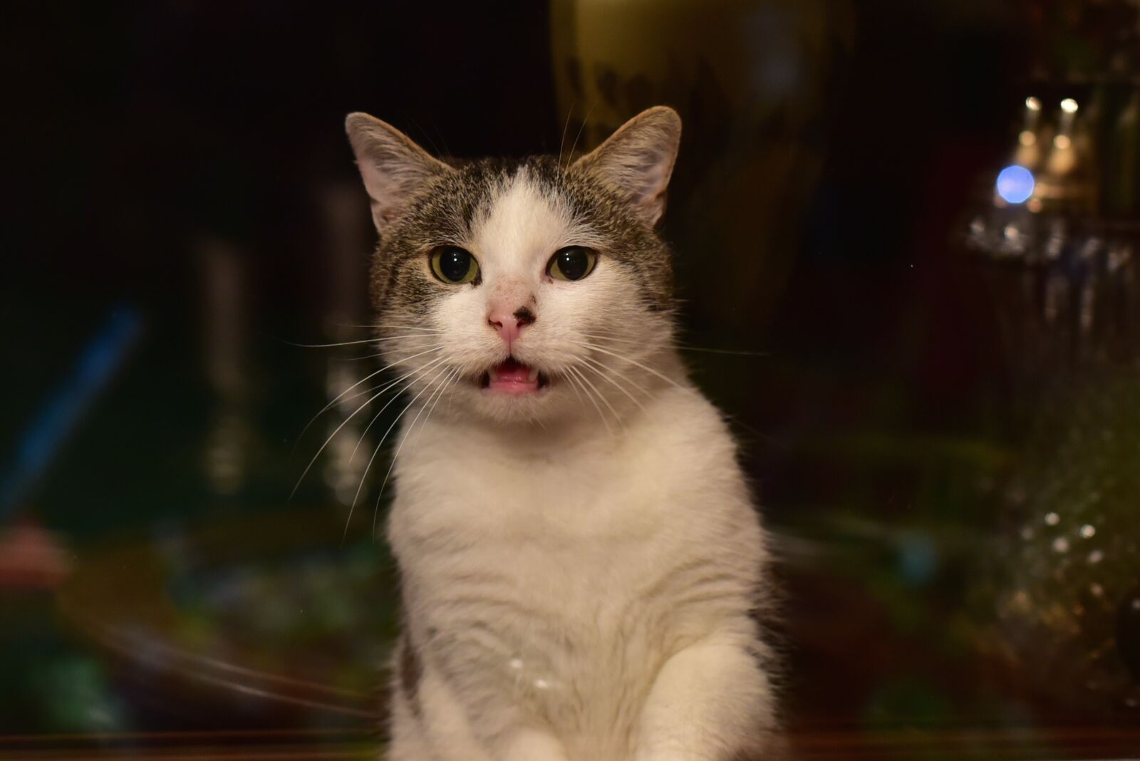 Nikon D750 sample photo. Cat photography