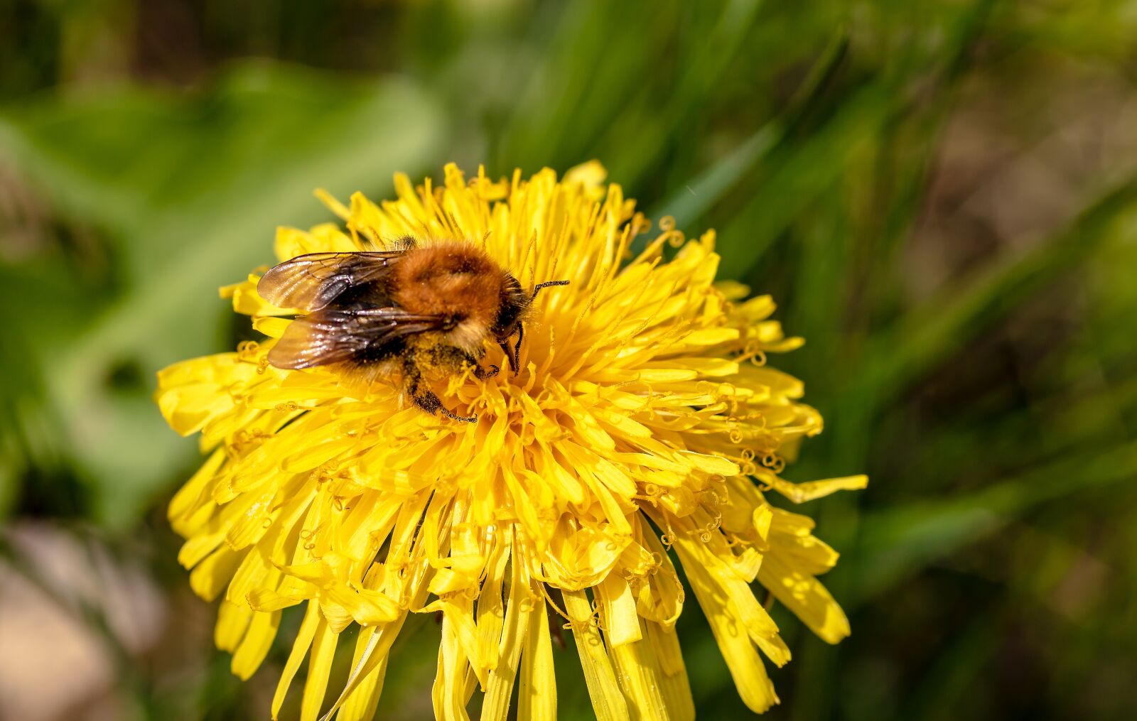 Canon EOS 750D (EOS Rebel T6i / EOS Kiss X8i) sample photo. Hummel, bombus, dandelion photography