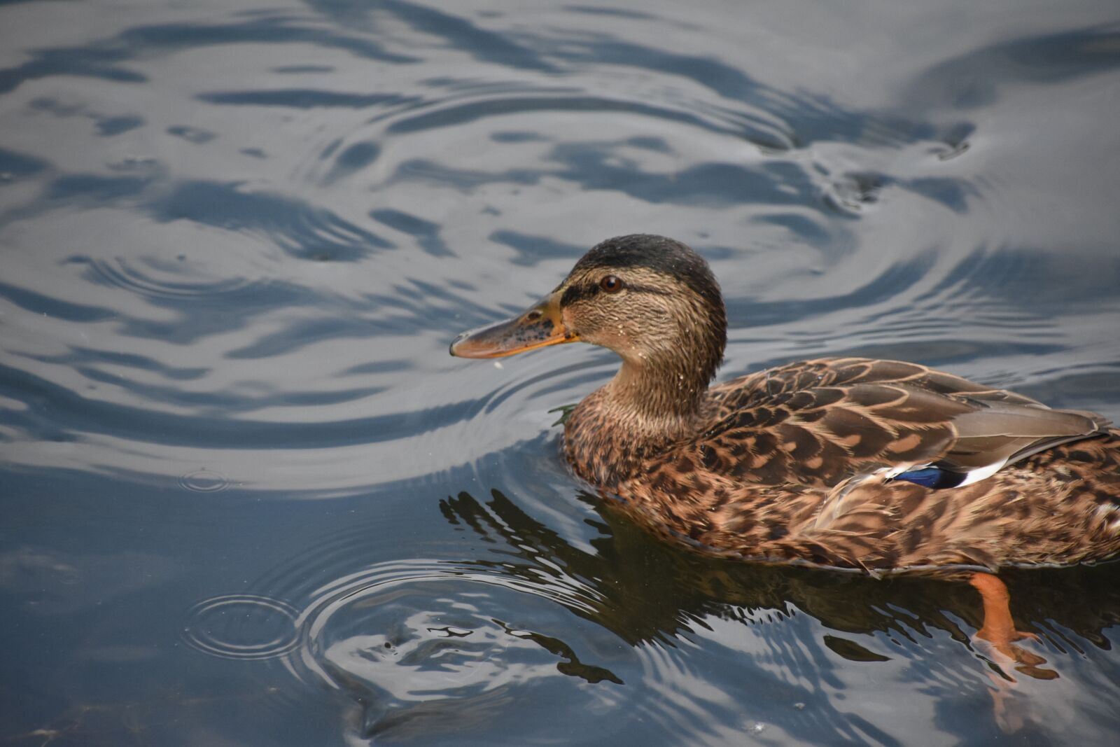 Nikon D7200 sample photo. Duck, close-up, blue photography