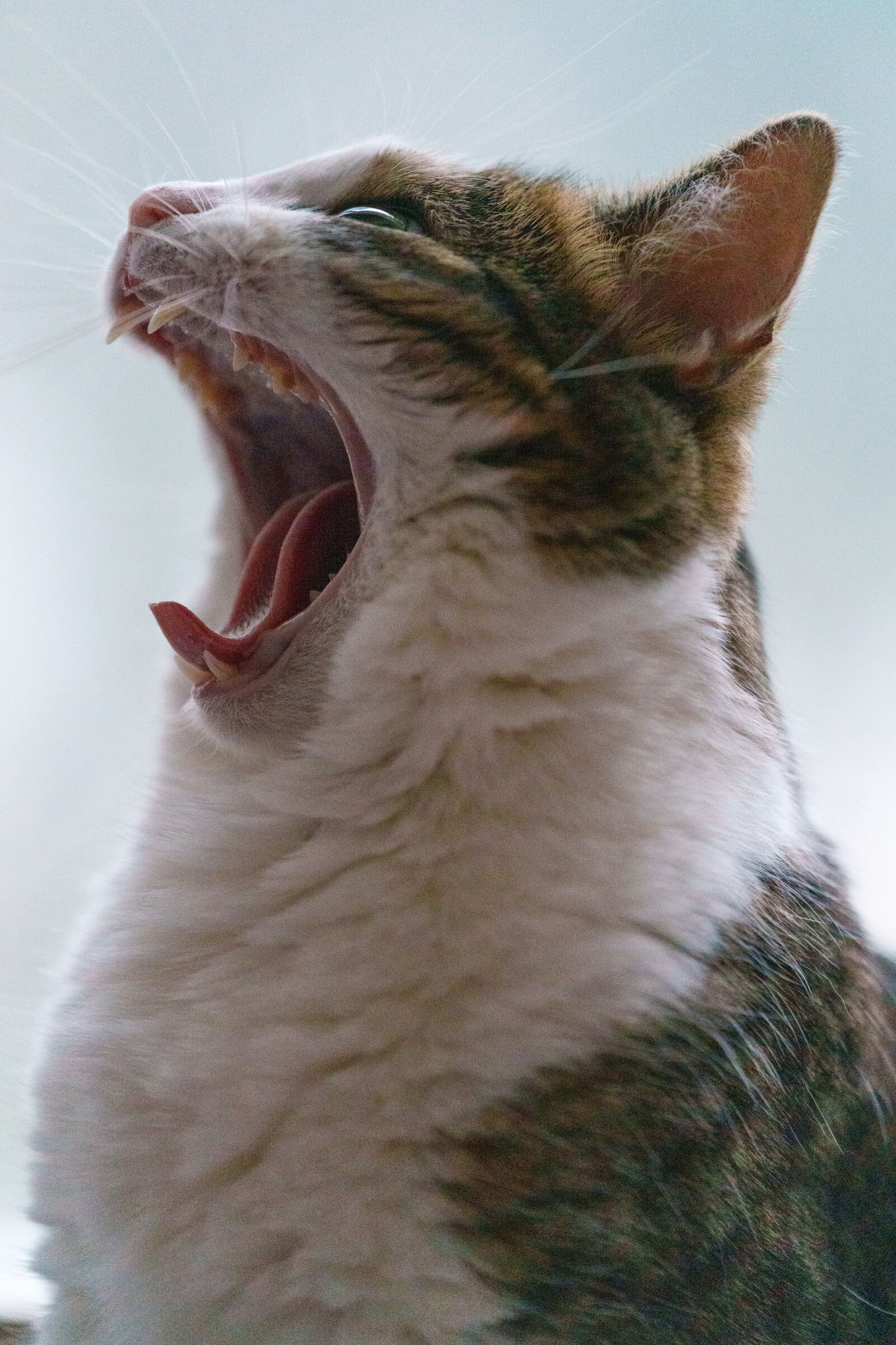 Sigma 70-200mm F2.8 DG DN OS | Sports sample photo. Cat yawning photography