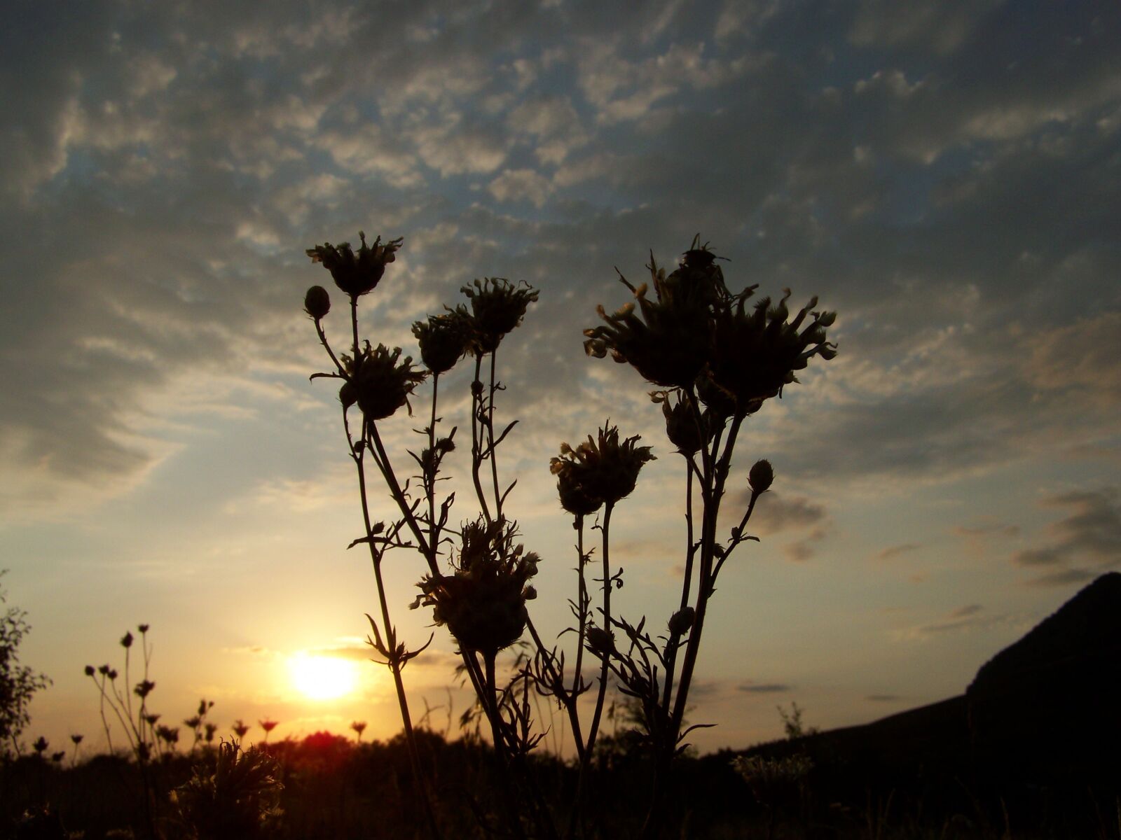 Kodak EASYSHARE ZD710 ZOOM DIGITAL CAMERA sample photo. Sky, sunset, flowers photography