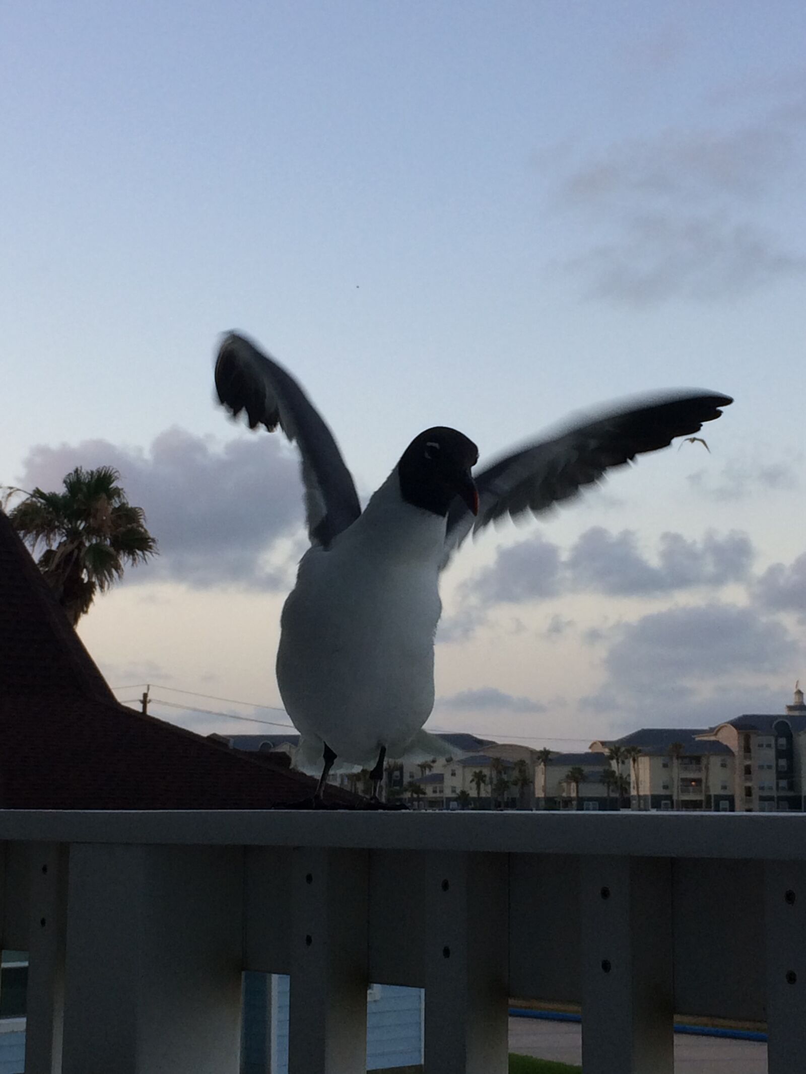 iPhone 5s back camera 4.15mm f/2.2 sample photo. Angry, birds, beach, beach photography