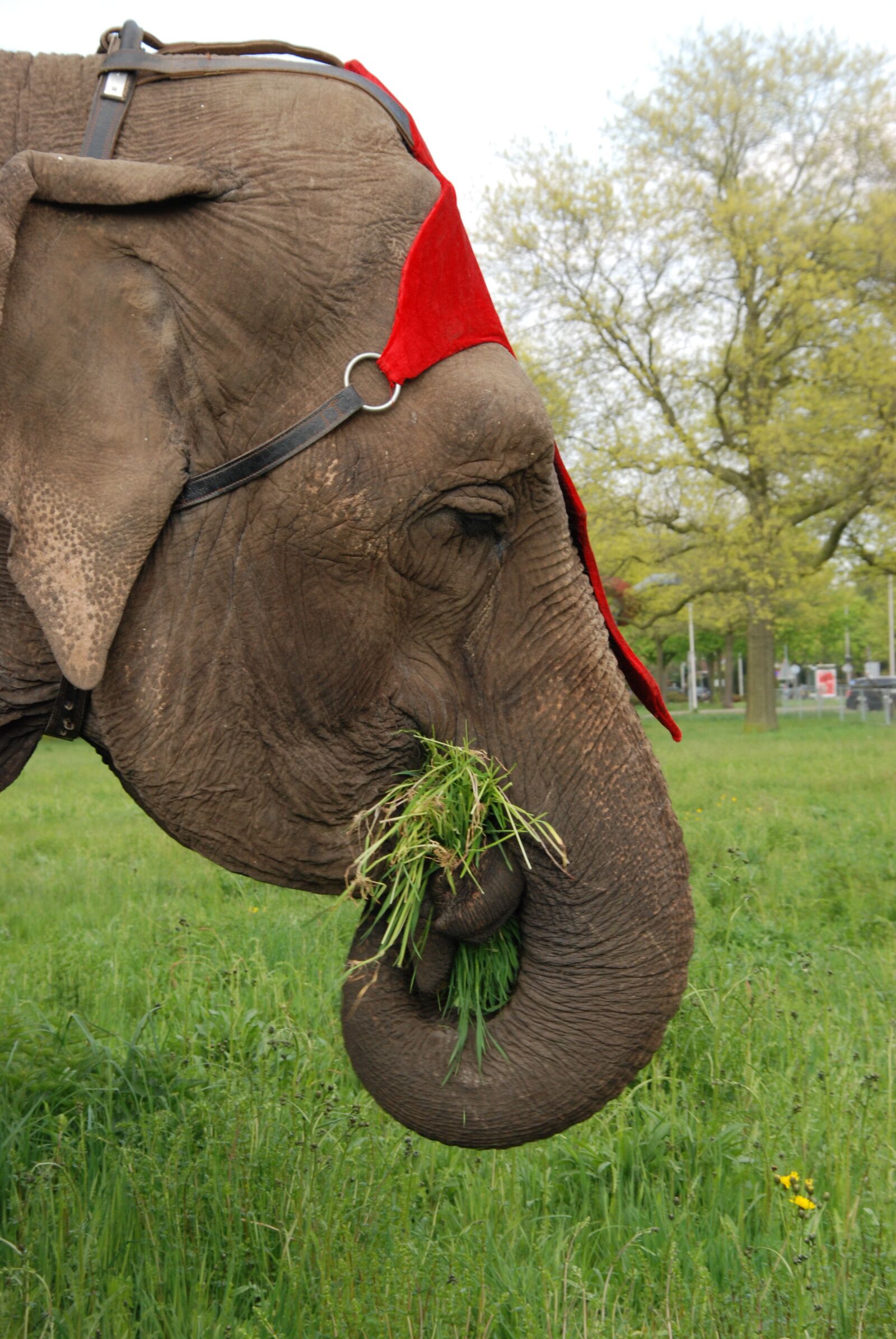 Nikon D80 sample photo. Animal, elephant, grass photography