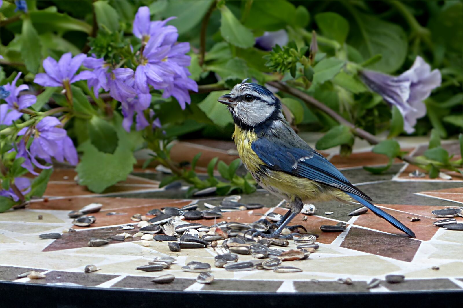 Panasonic Lumix DMC-FZ200 sample photo. Bird, tit, blue tit photography
