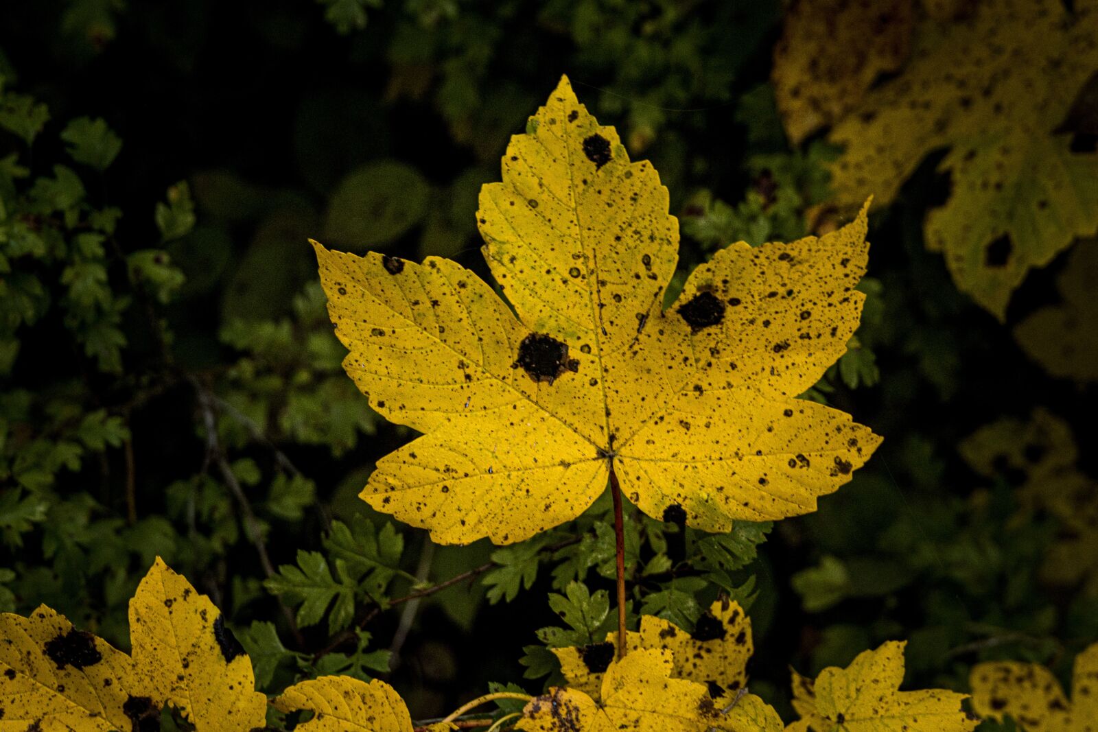 Canon EOS R sample photo. Leaf, maple leaf, yellow photography
