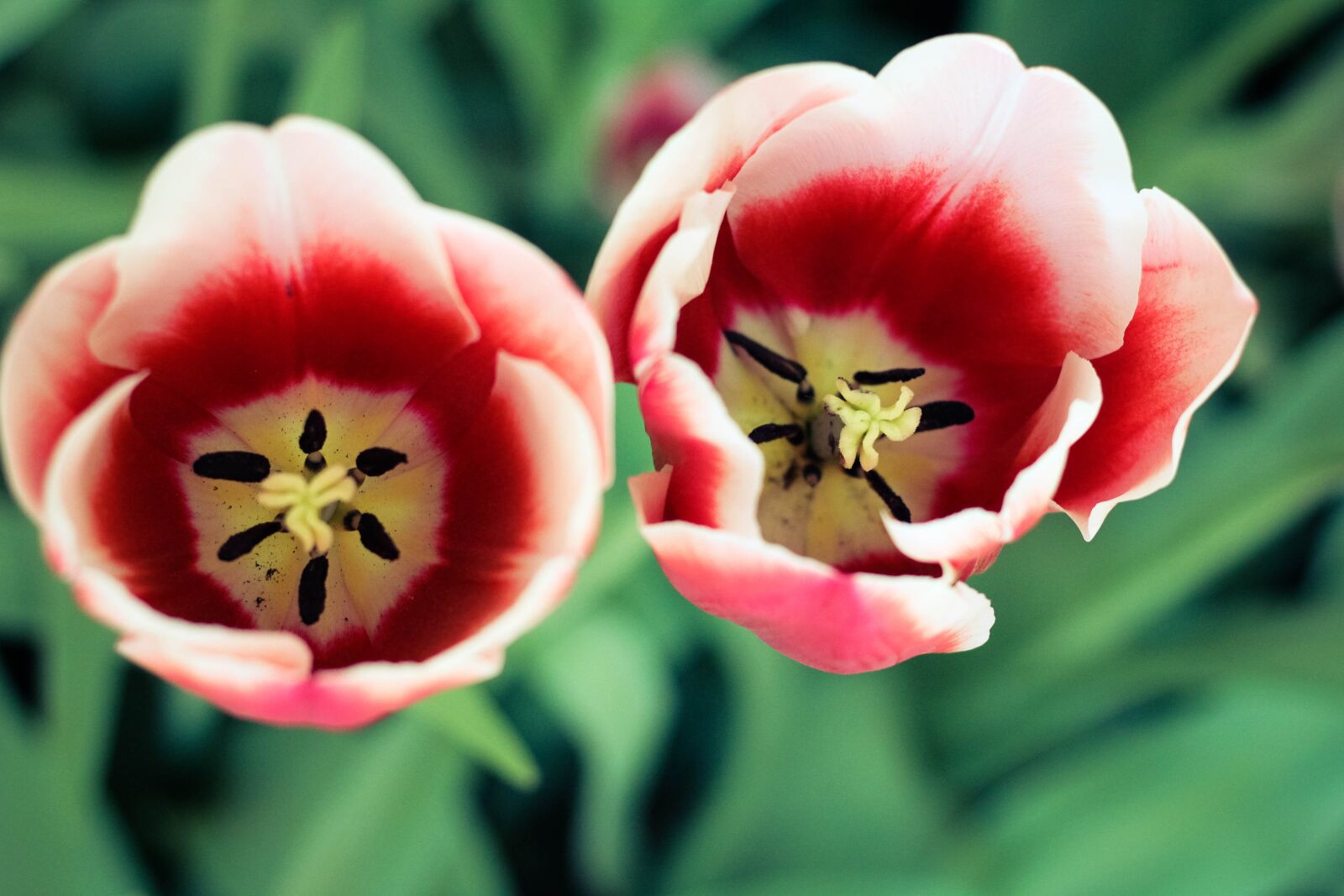 Canon EOS 60D + Canon EF 50mm F1.8 STM sample photo. Tulip, tupips, nature photography