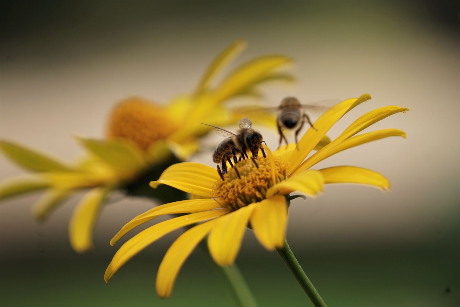 Sony E 55-210mm F4.5-6.3 OSS sample photo. Bees, flower, forage photography
