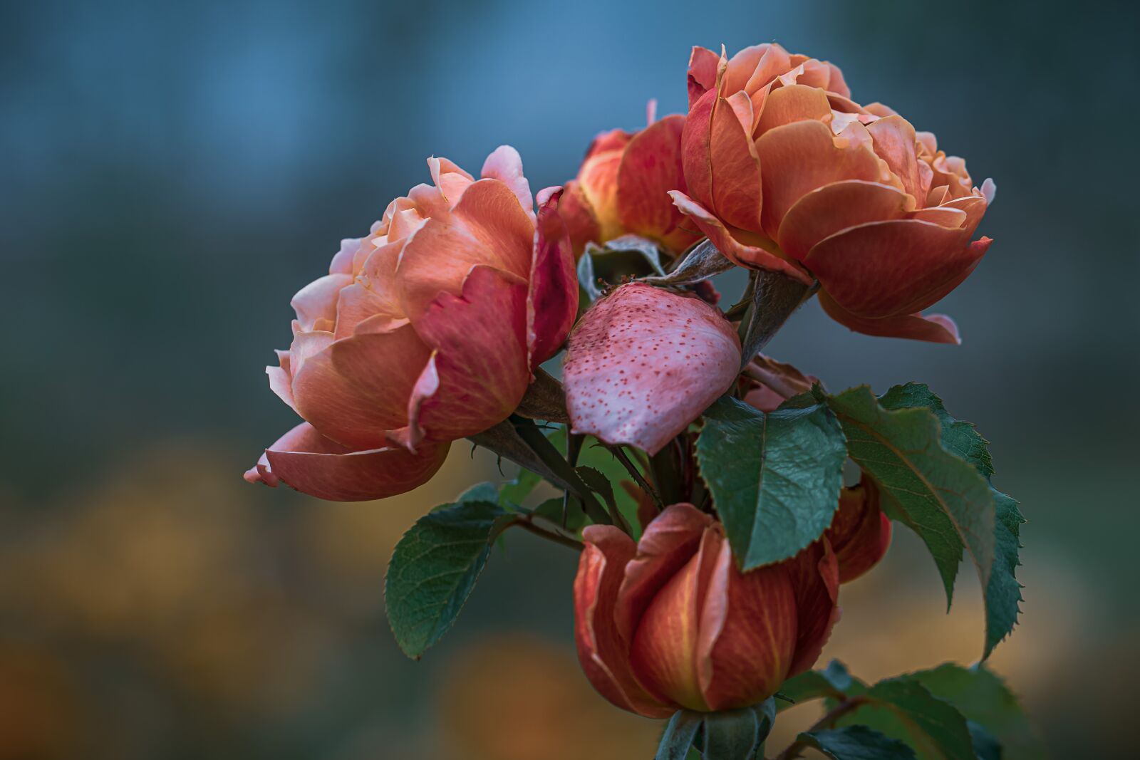 Canon EF 100mm F2.8L Macro IS USM sample photo. Roses, flowers, nature photography