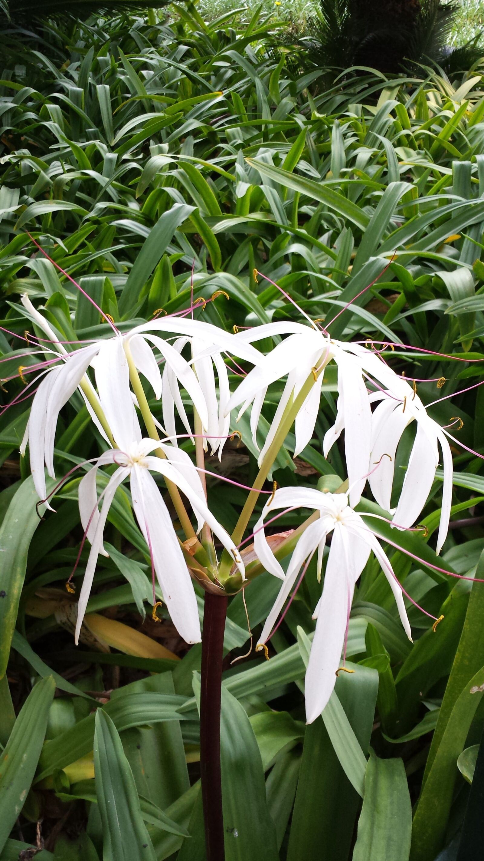 Samsung Galaxy S4 sample photo. Lily, tropical, bloom photography